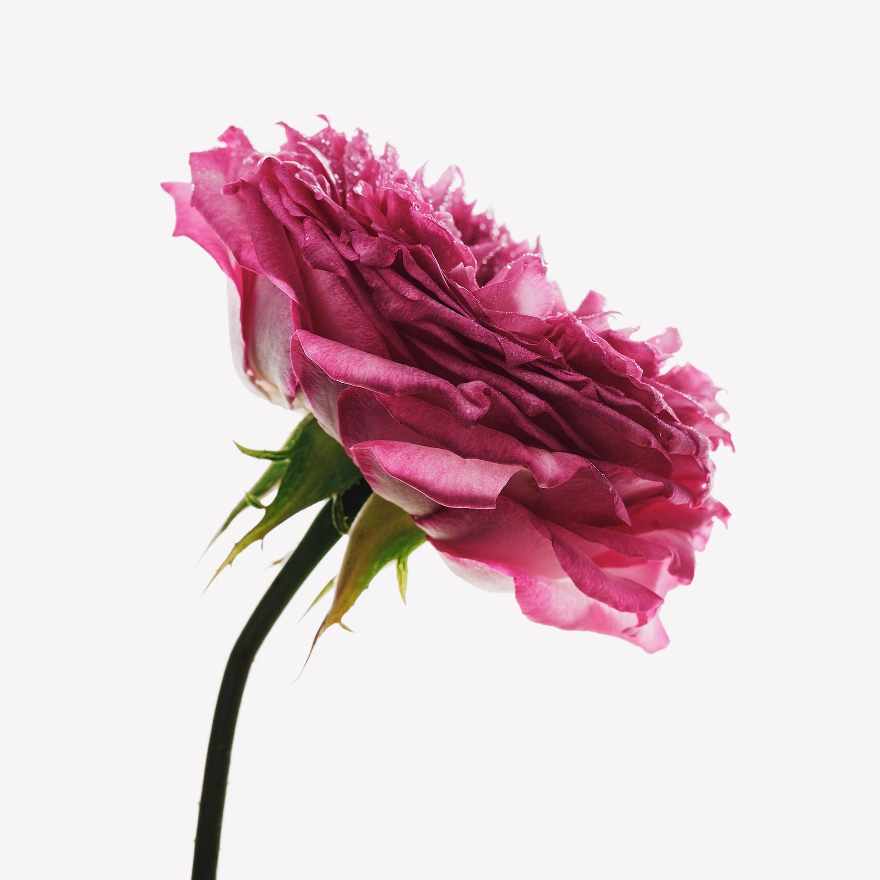 Розифолия (Роза)