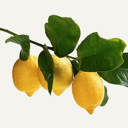 Лимонное дерево