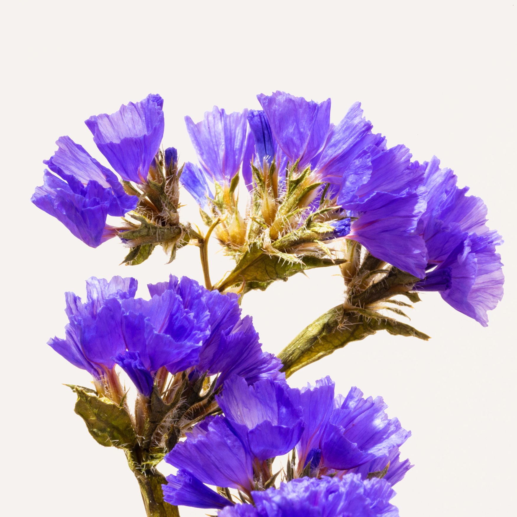 Морская лаванда