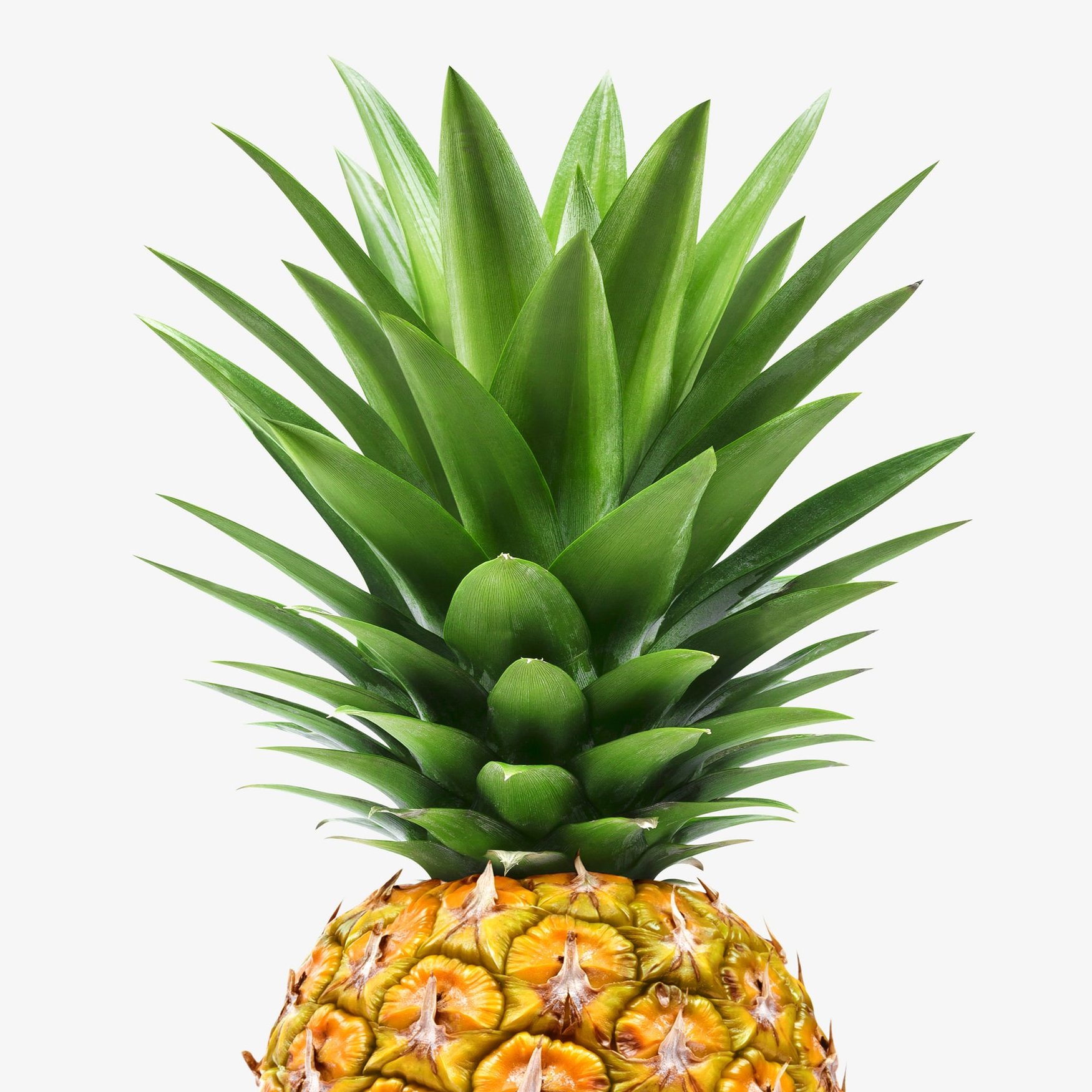 Листья ананаса