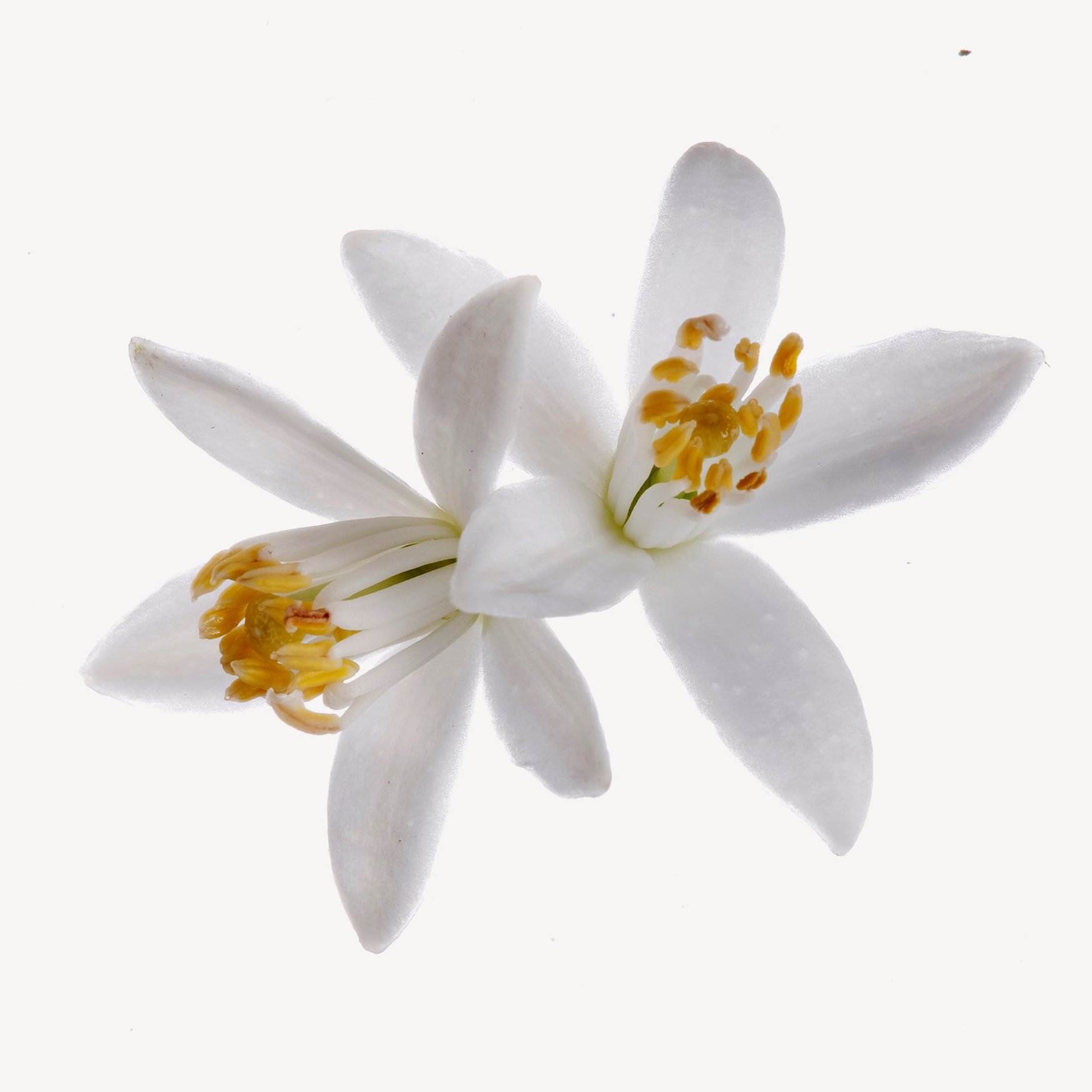 Мандариновый цвет