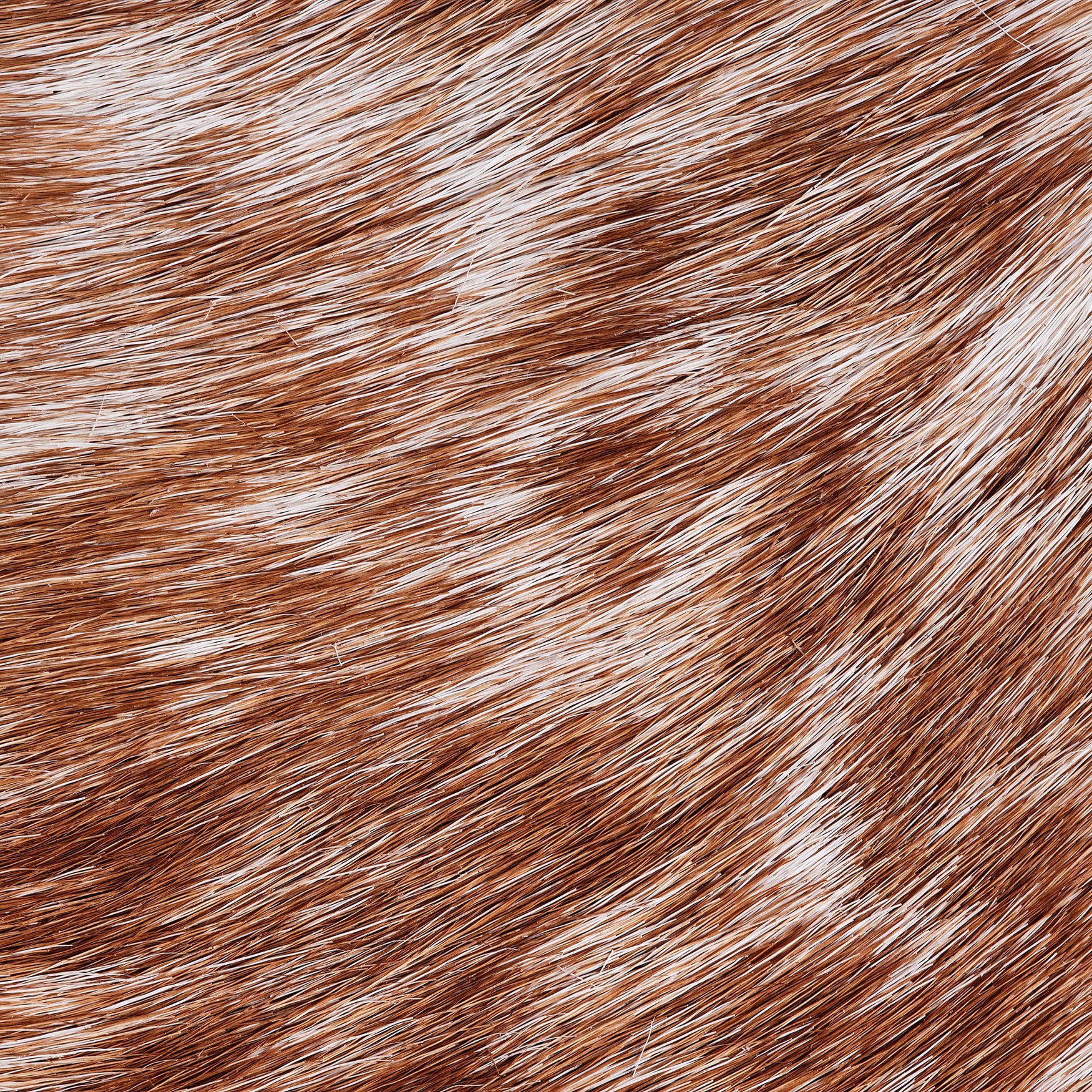 Мускус тонкинский