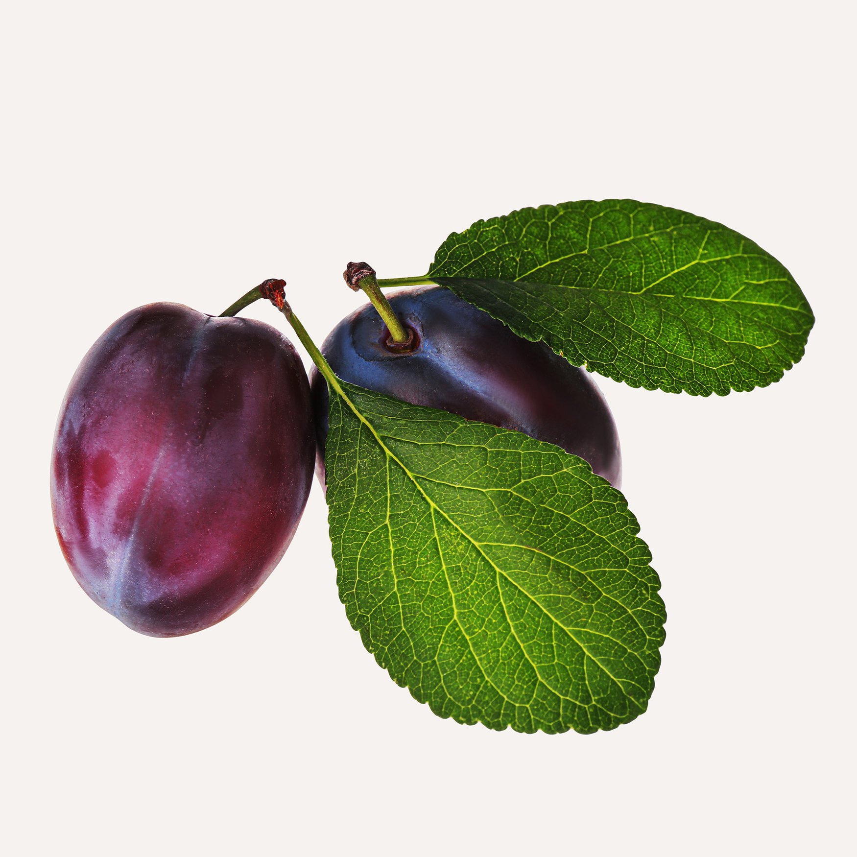 Листья сливы