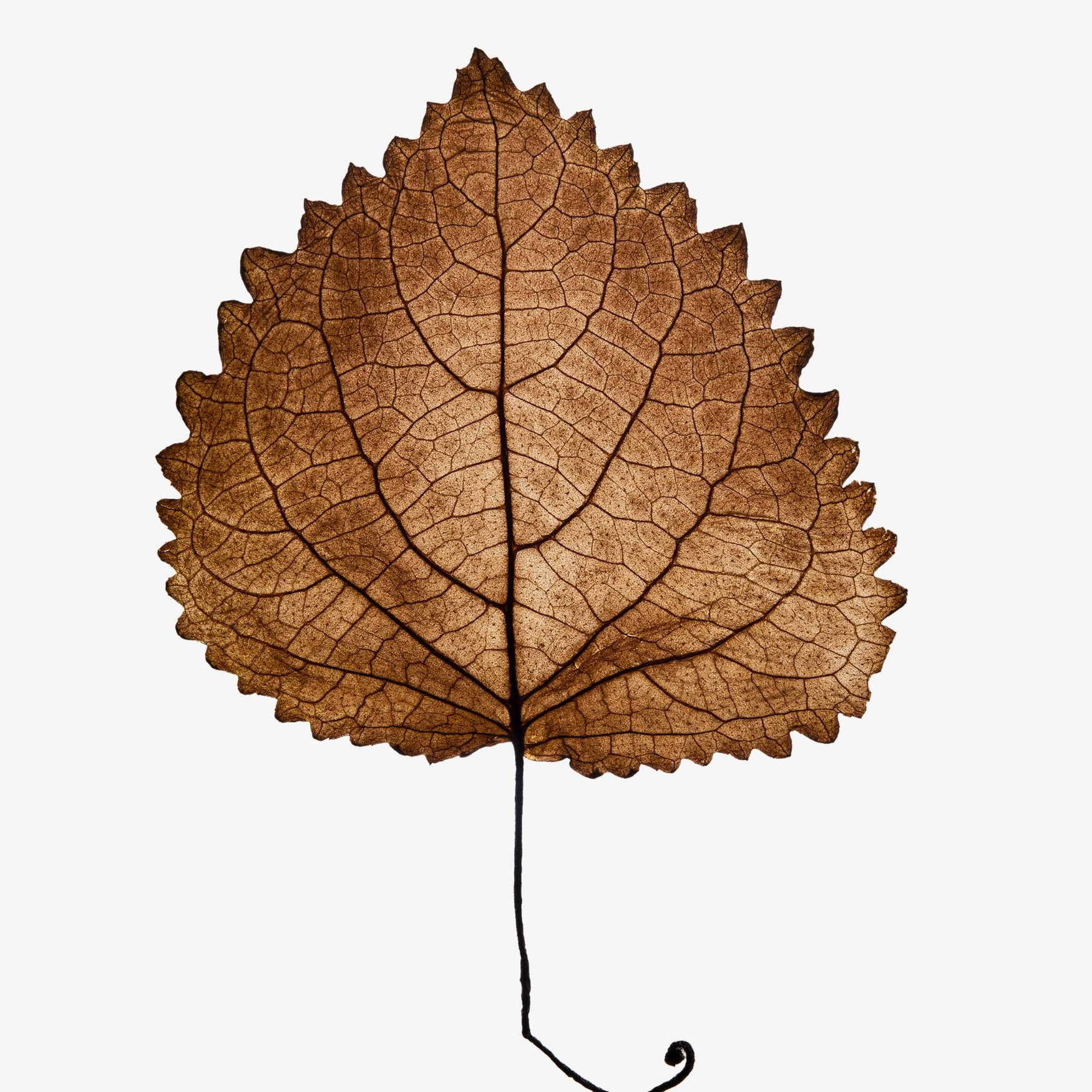 Пачули (Индонезия)