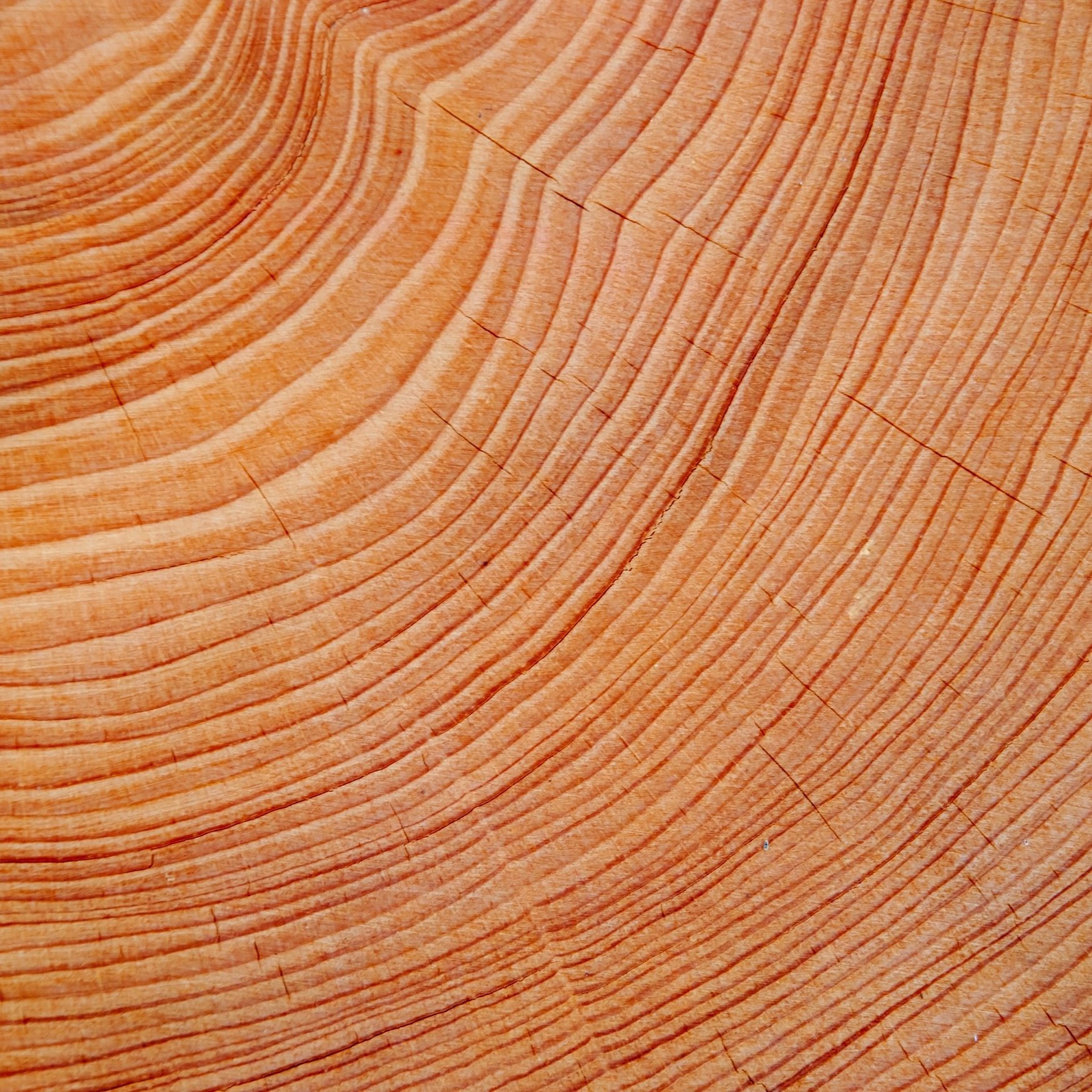 Красное дерево