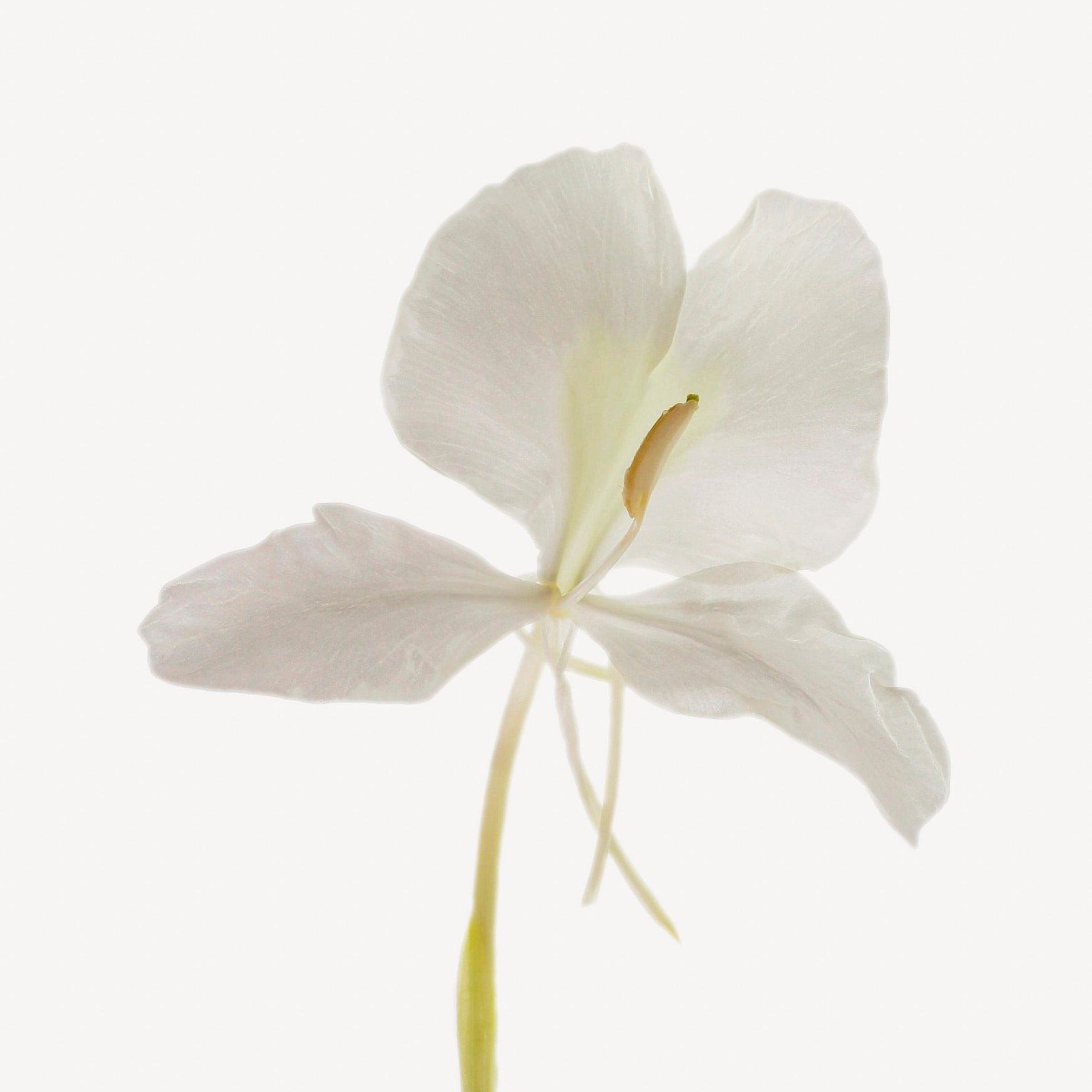 Белая имбирная лилия