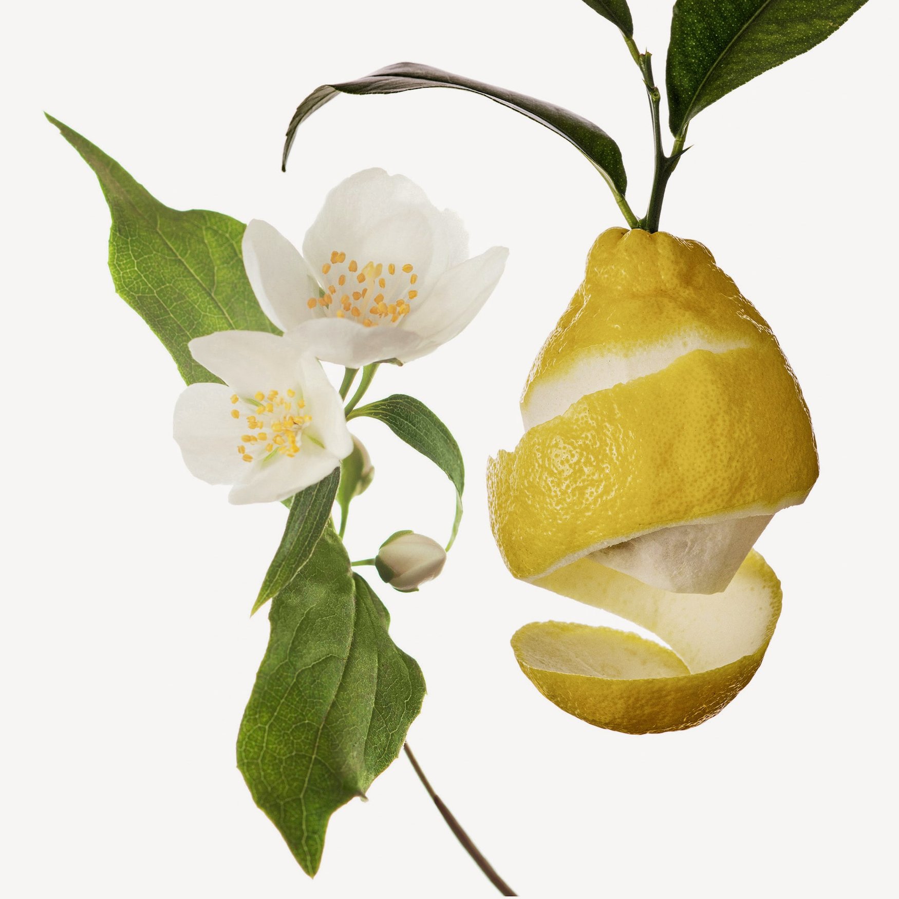 Гедион (легкий жасмин)