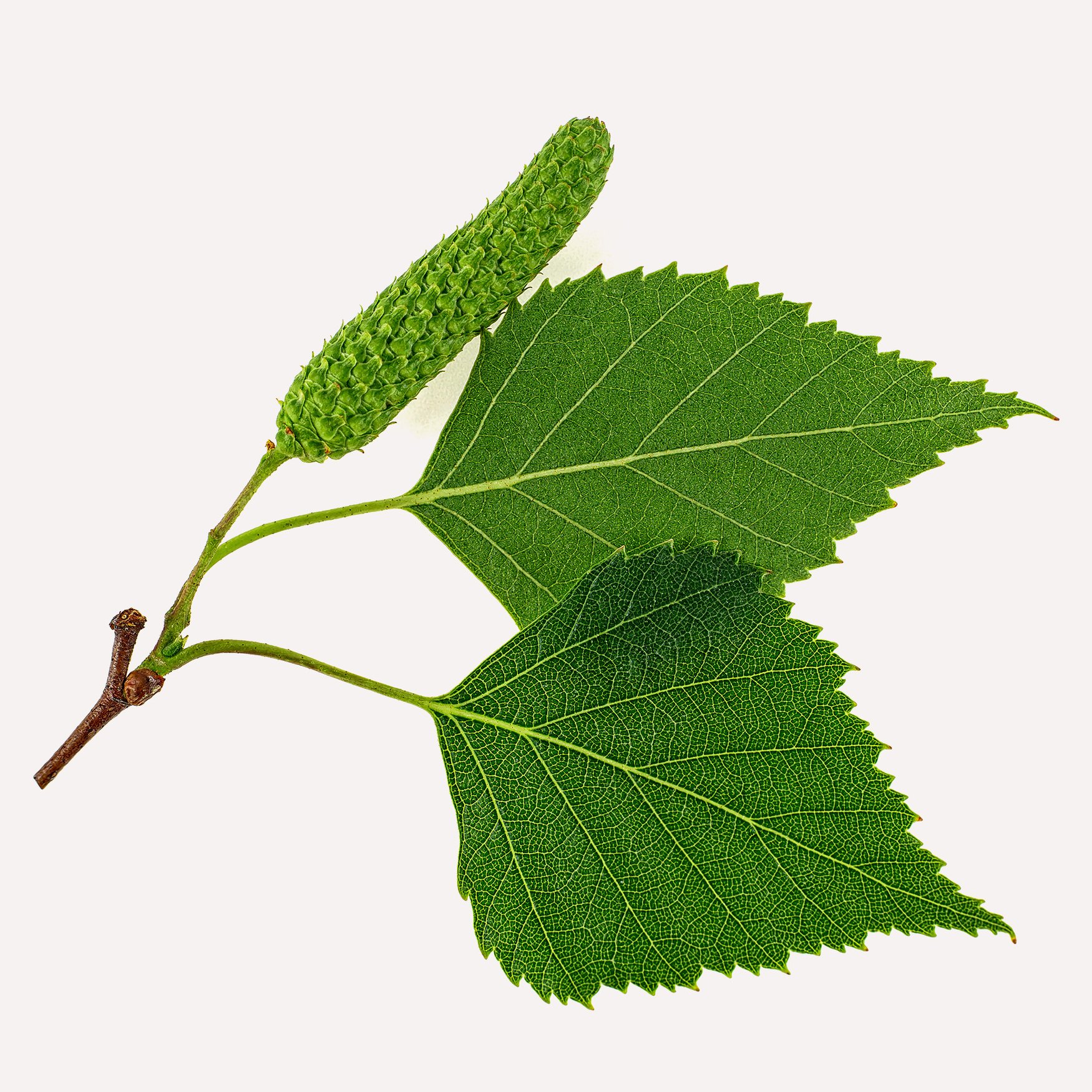 Листья березы