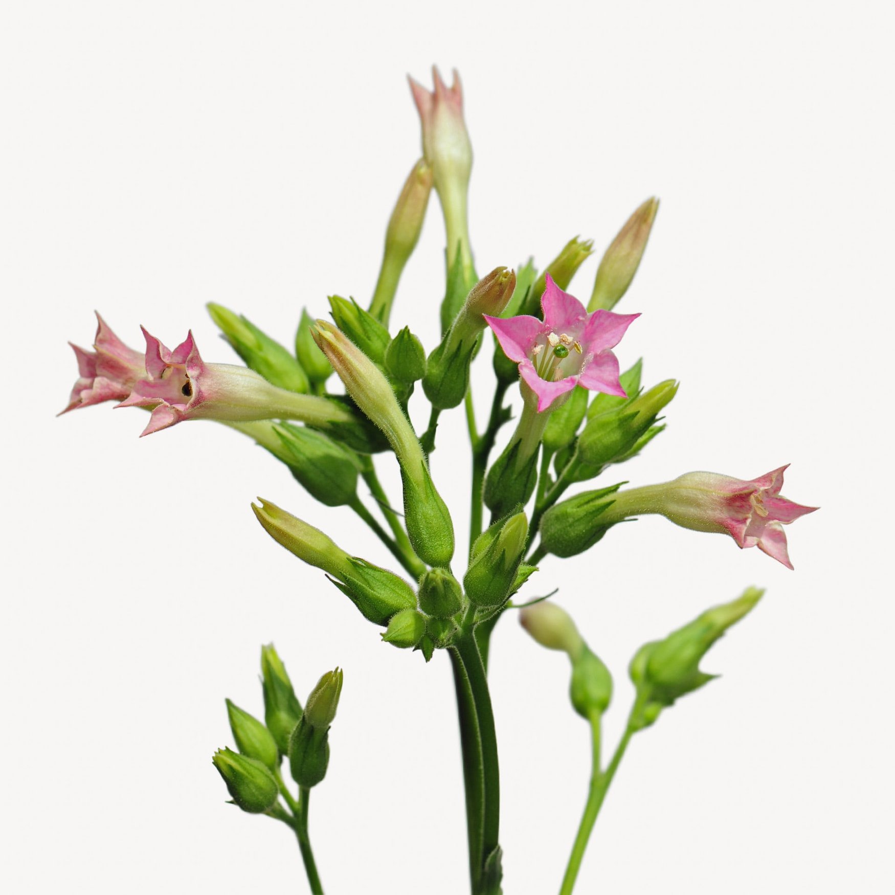 Цветок табака