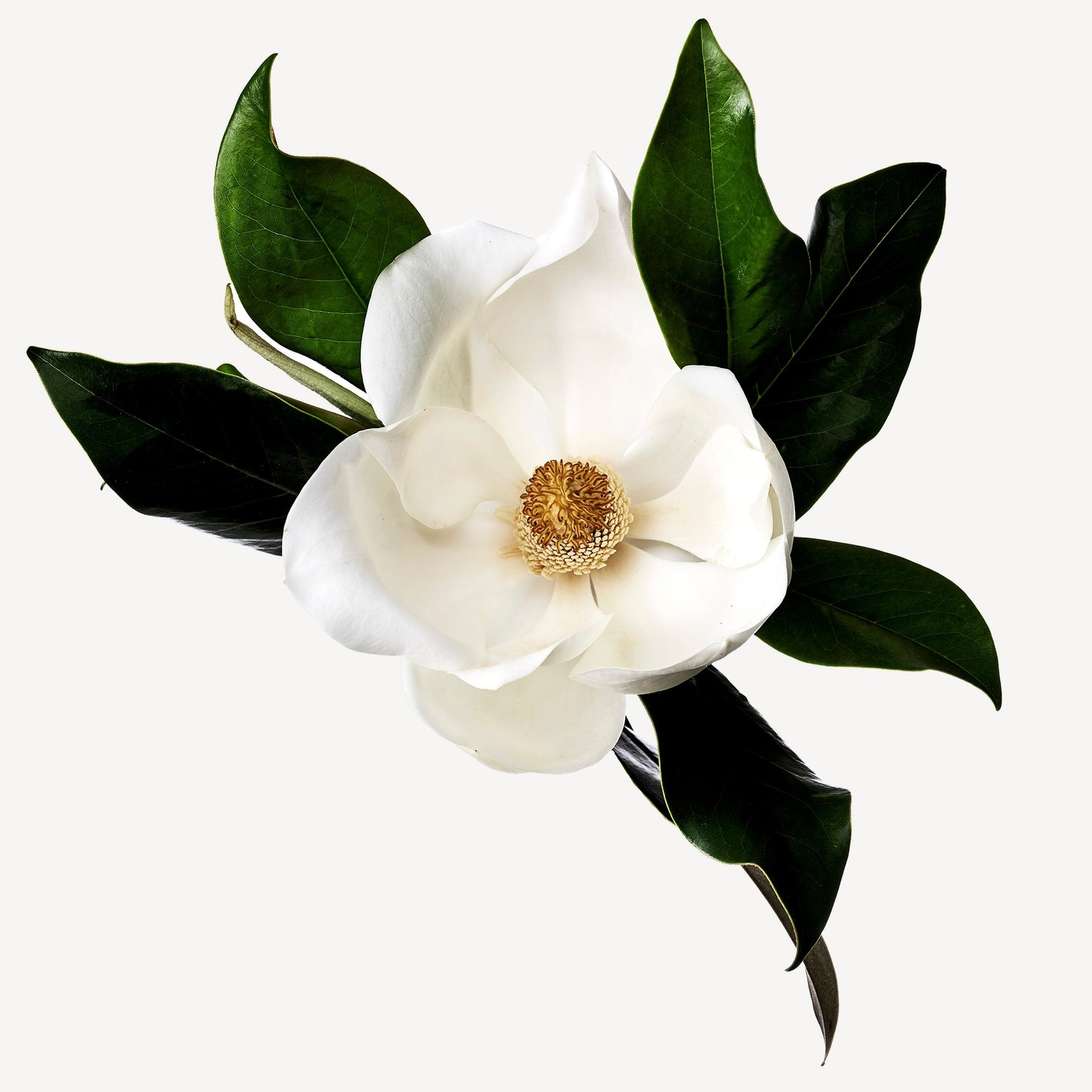 Листья магнолии