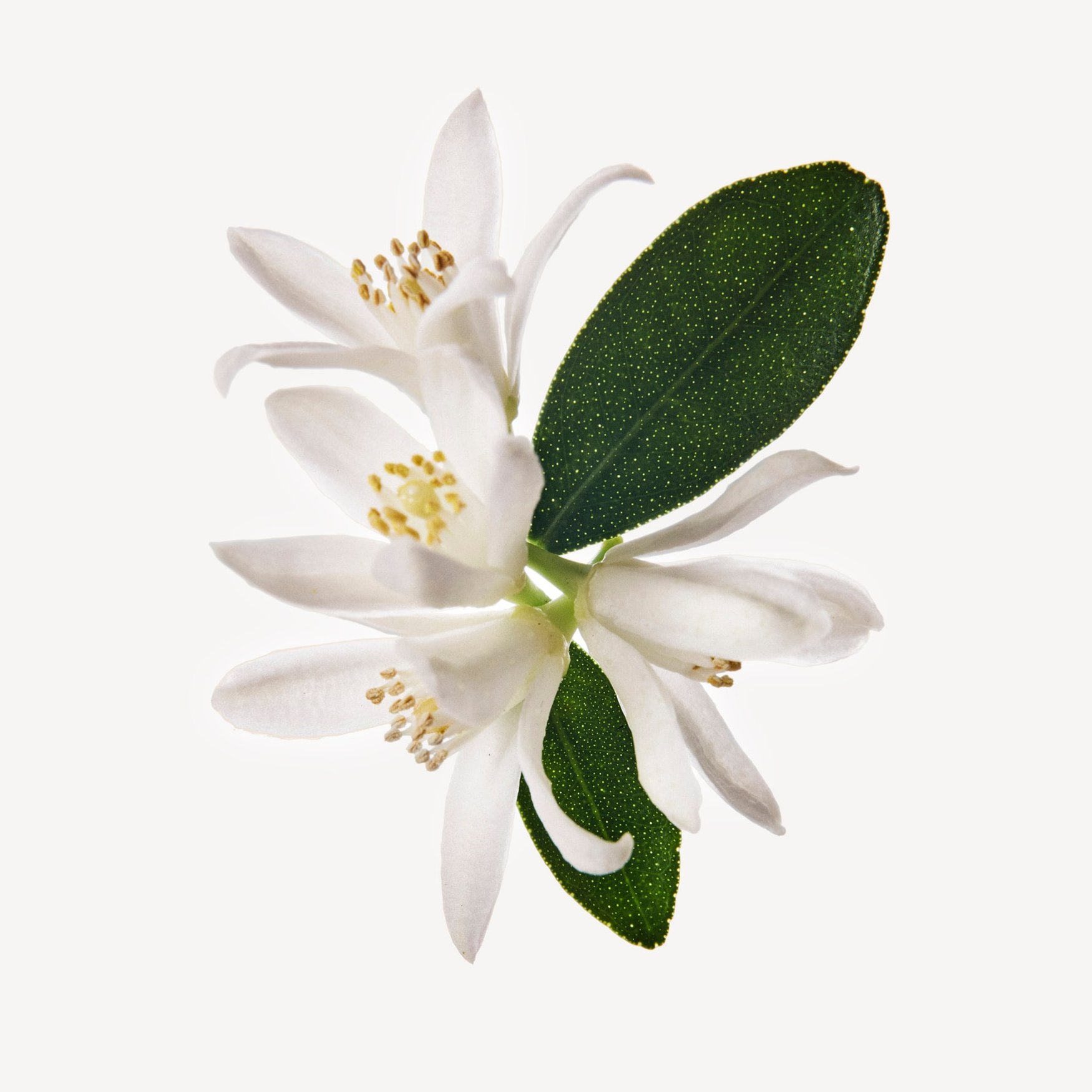 Цветы лимона