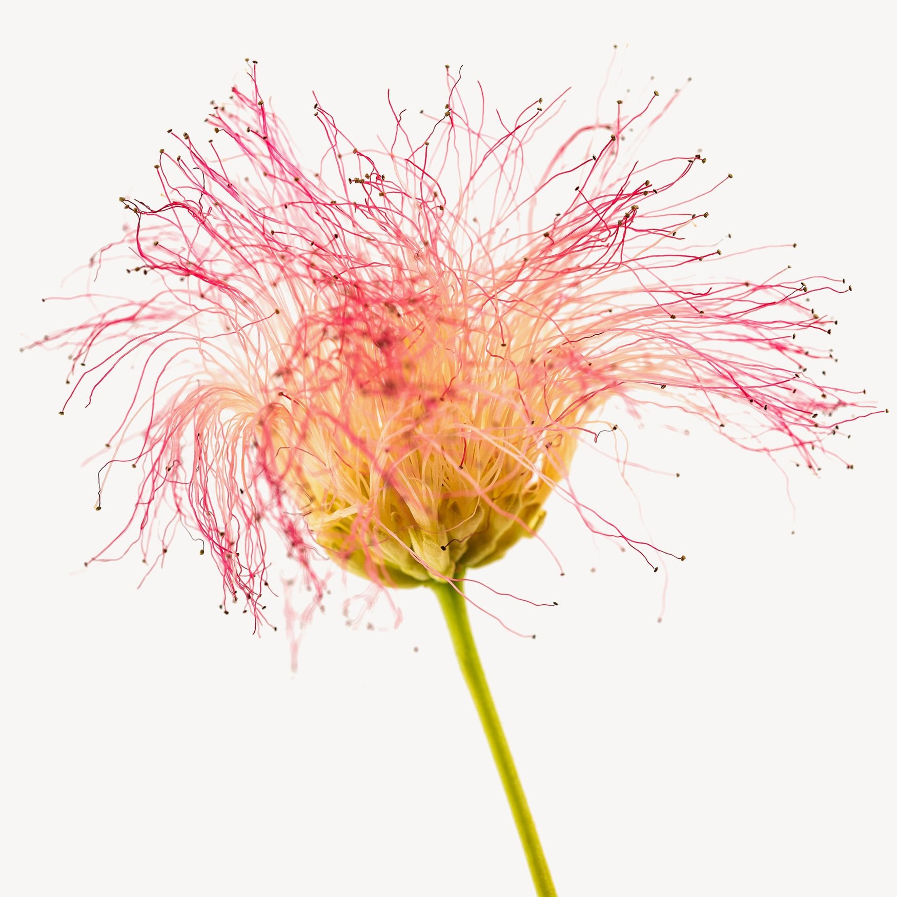 Цветы шелкового дерева