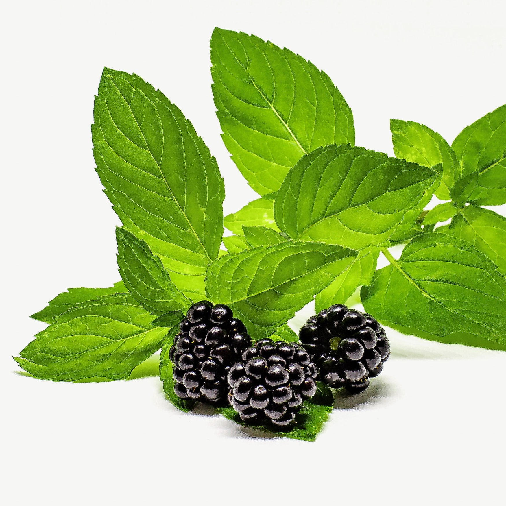 Лист ежевики