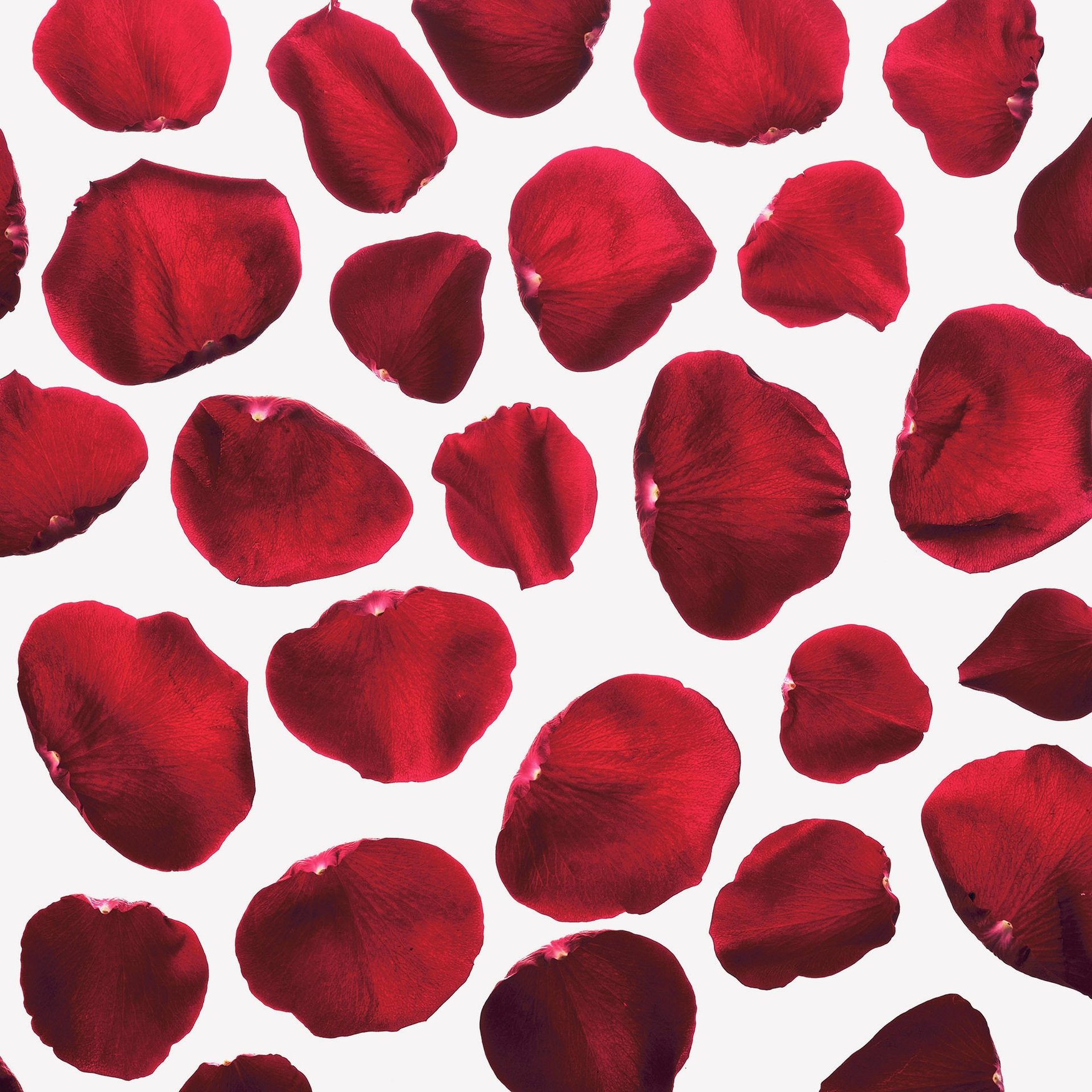 Розовый лепесток