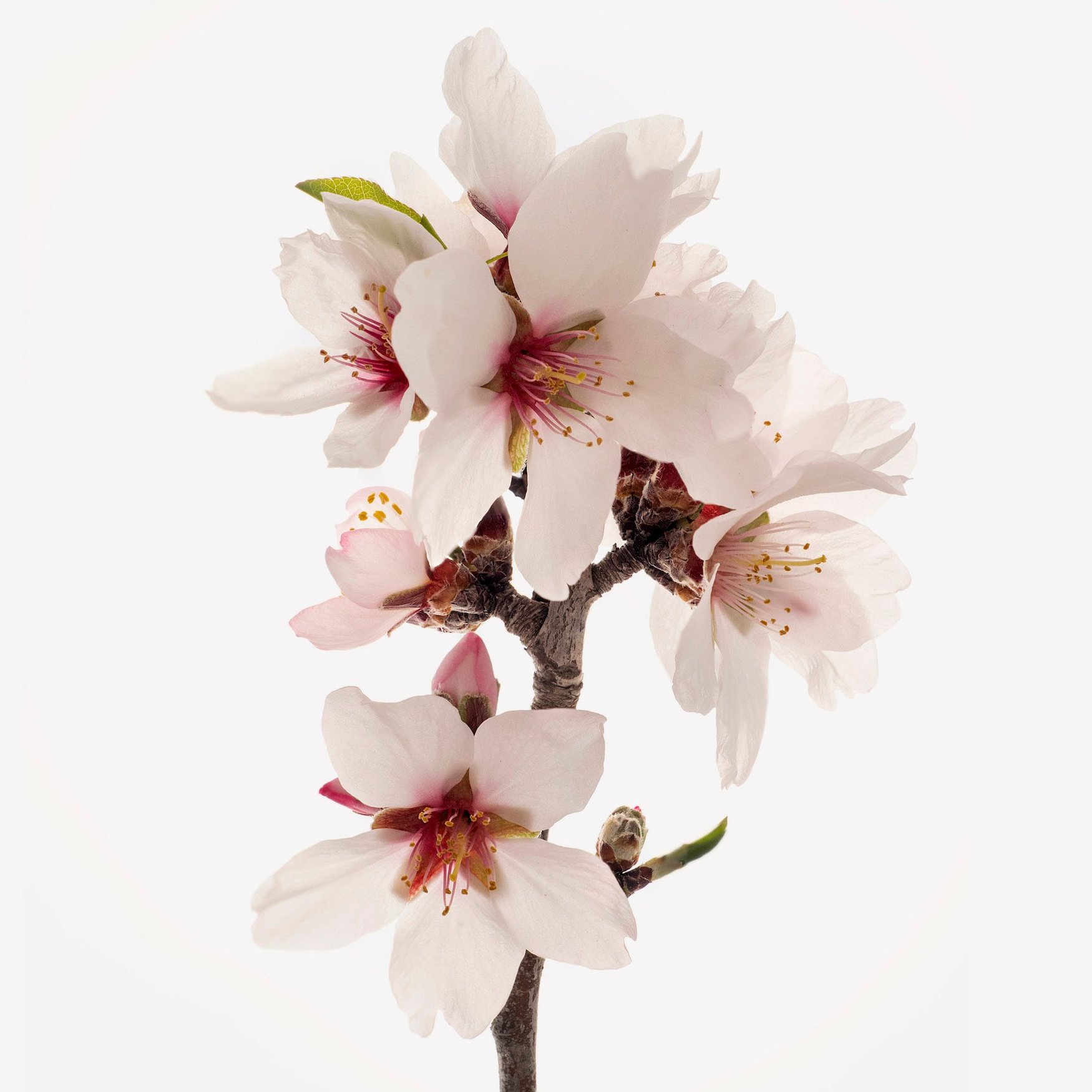 Цветы абрикоса