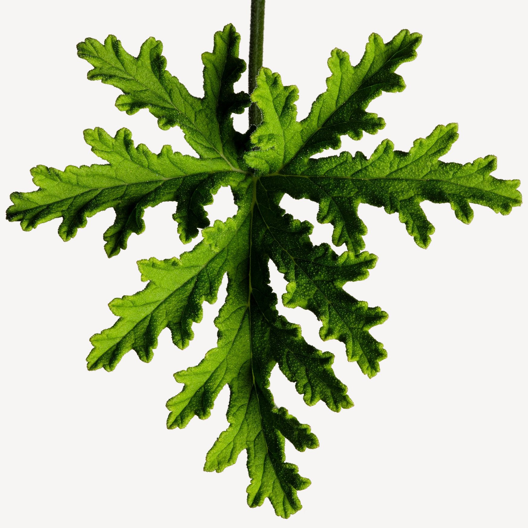 Пальмароза