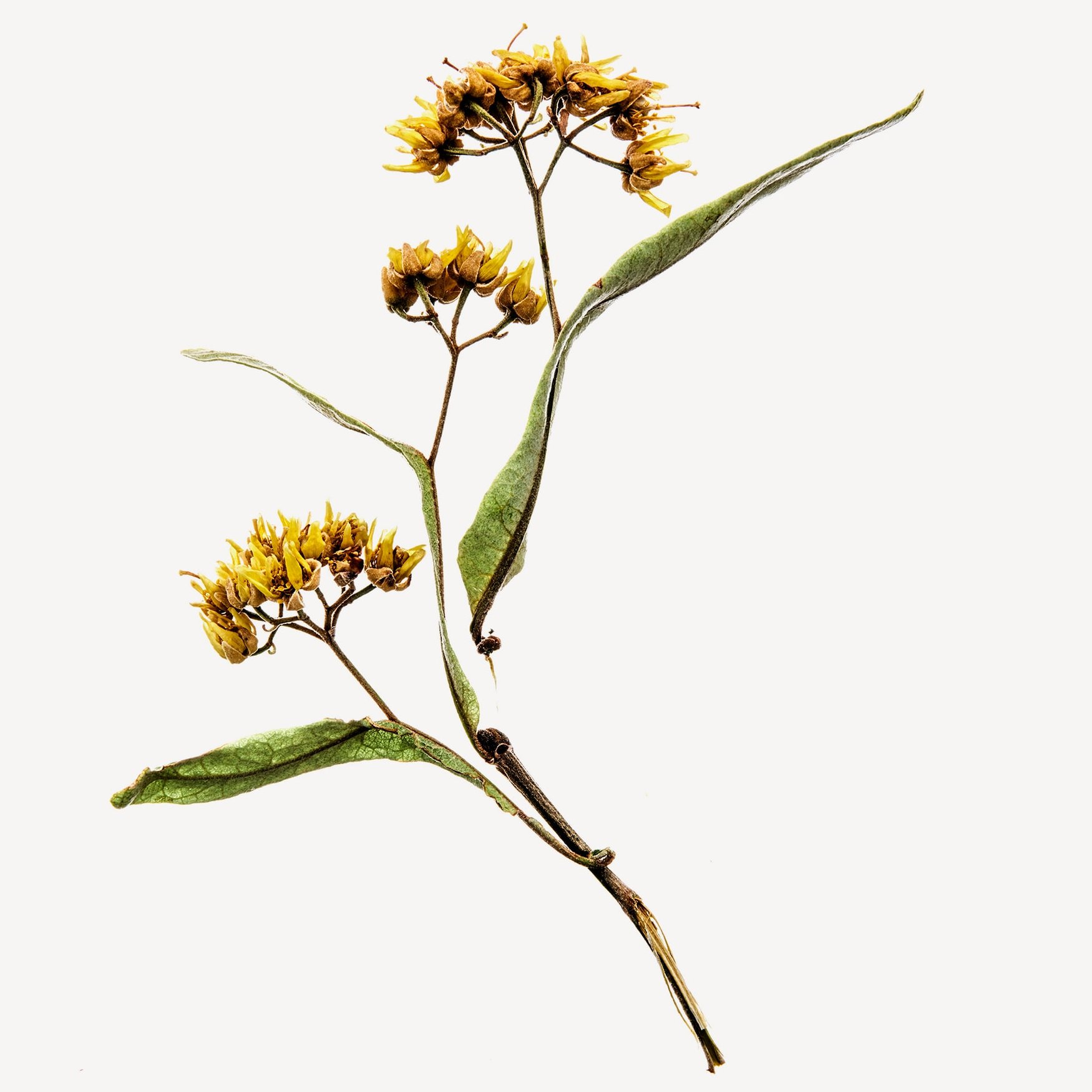 Липовый цвет