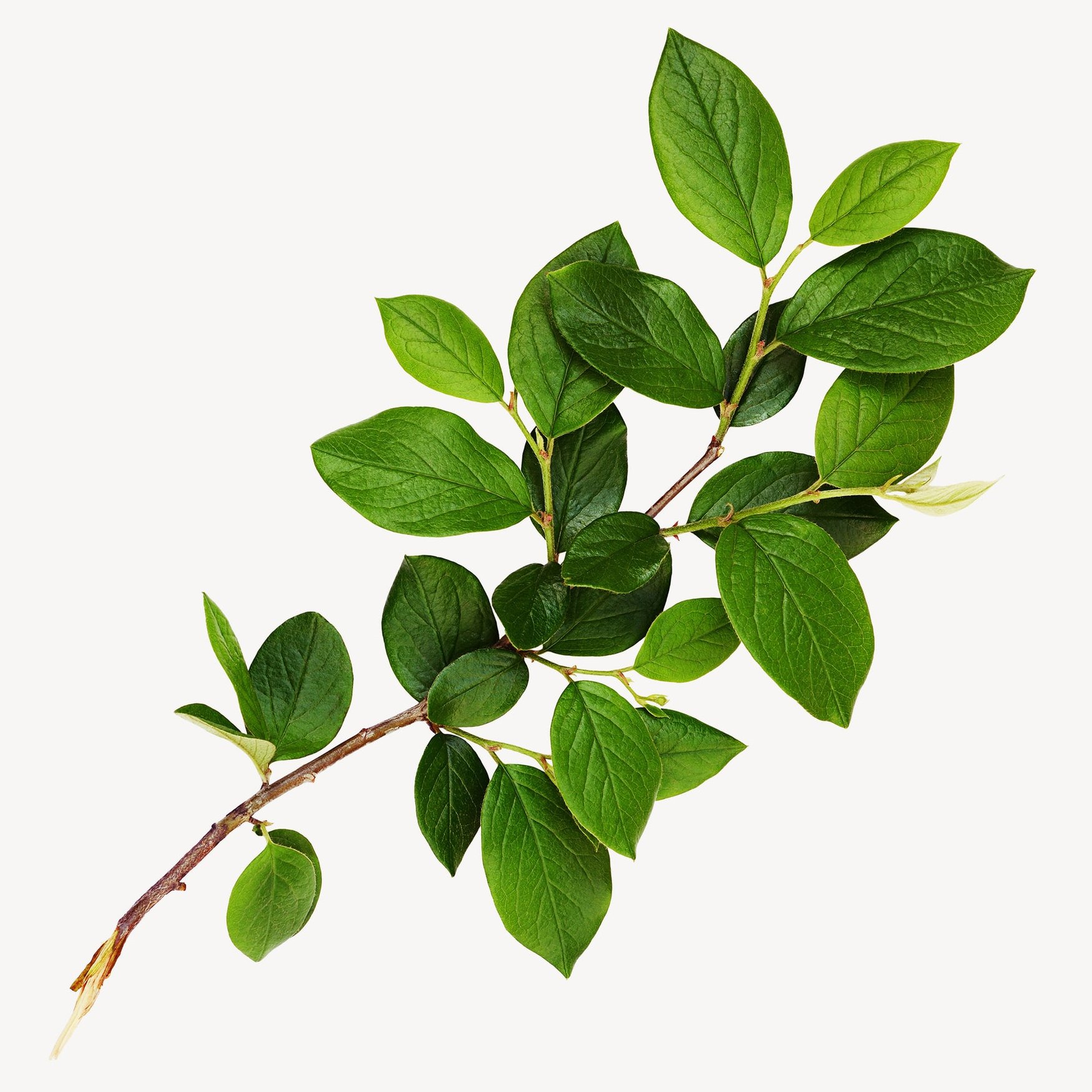 Зеленые листья