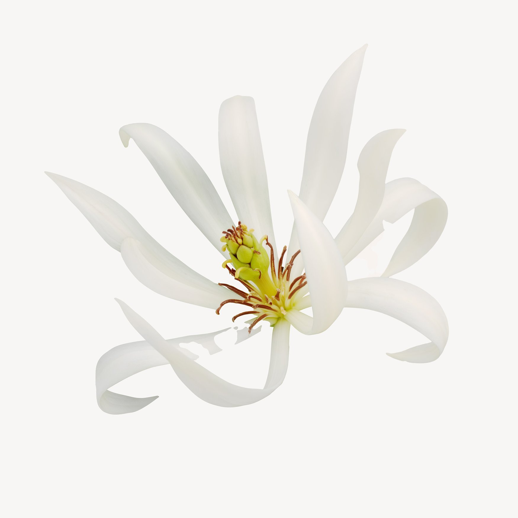 Цветок Хуалан