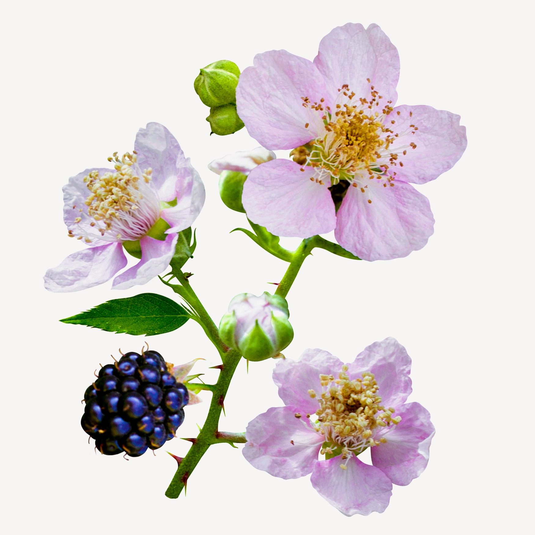 Цветок малины