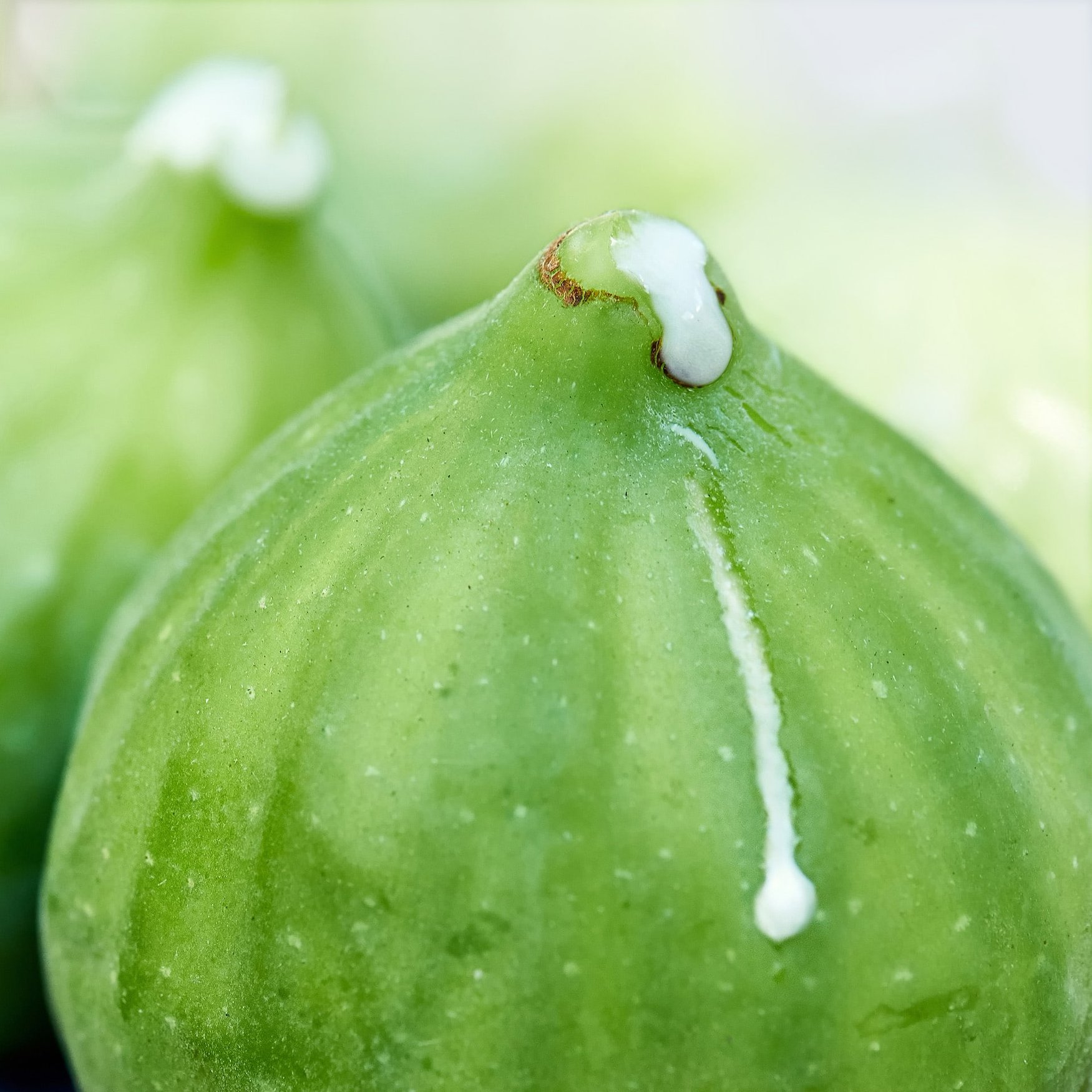 Молочко инжира