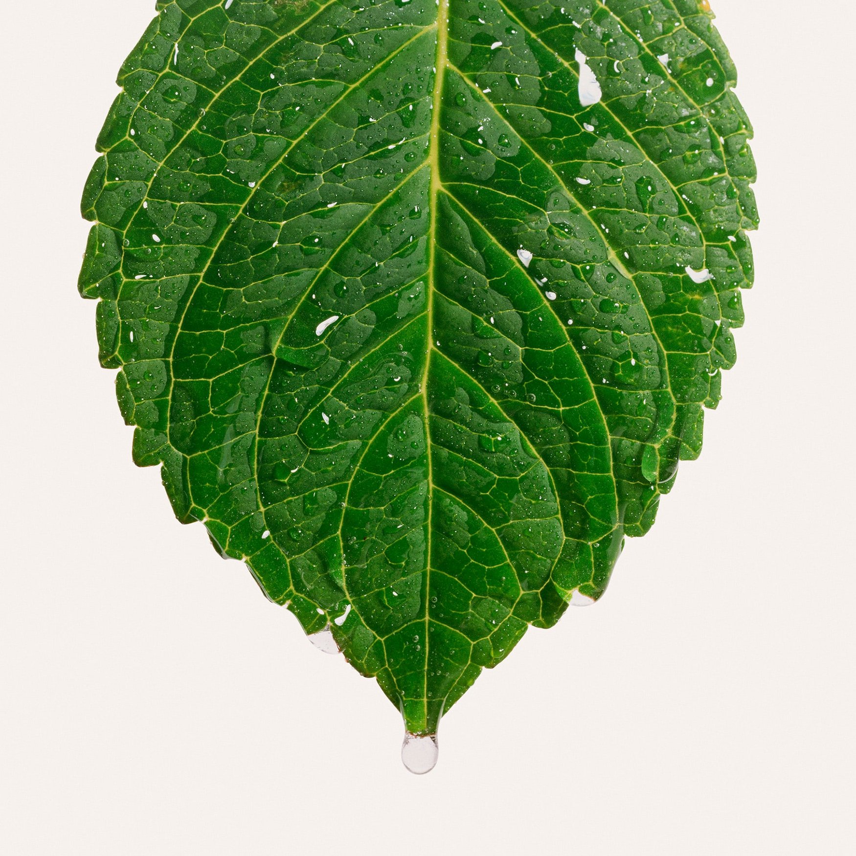 Зелёный водный аккорд