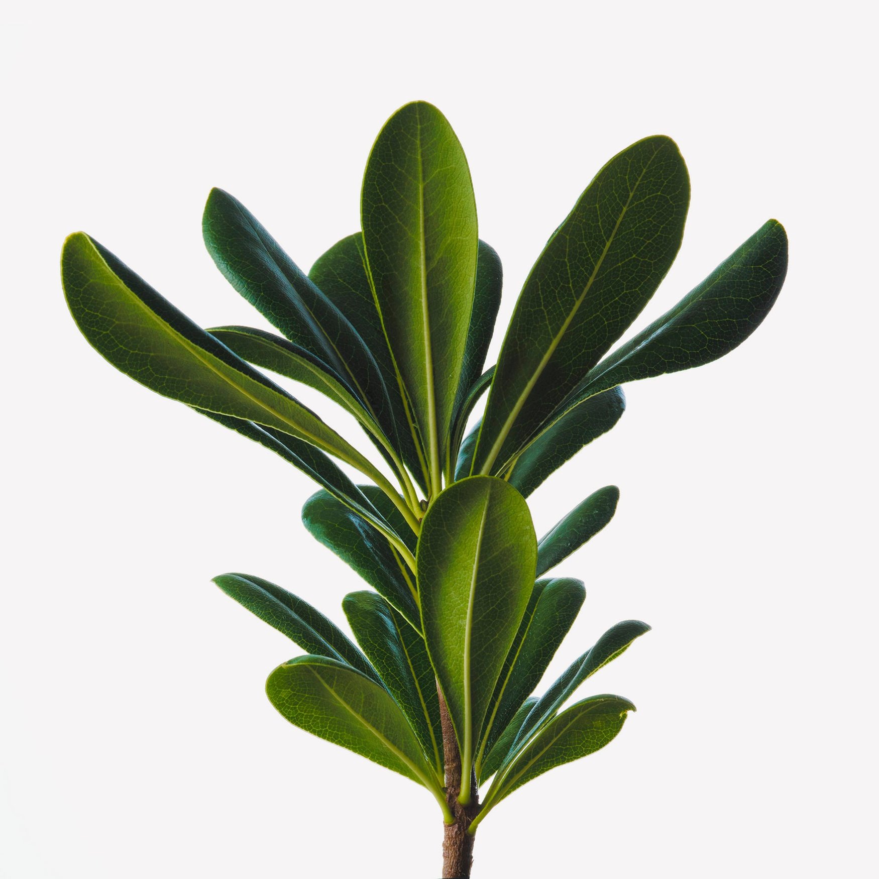 Питтоспорум