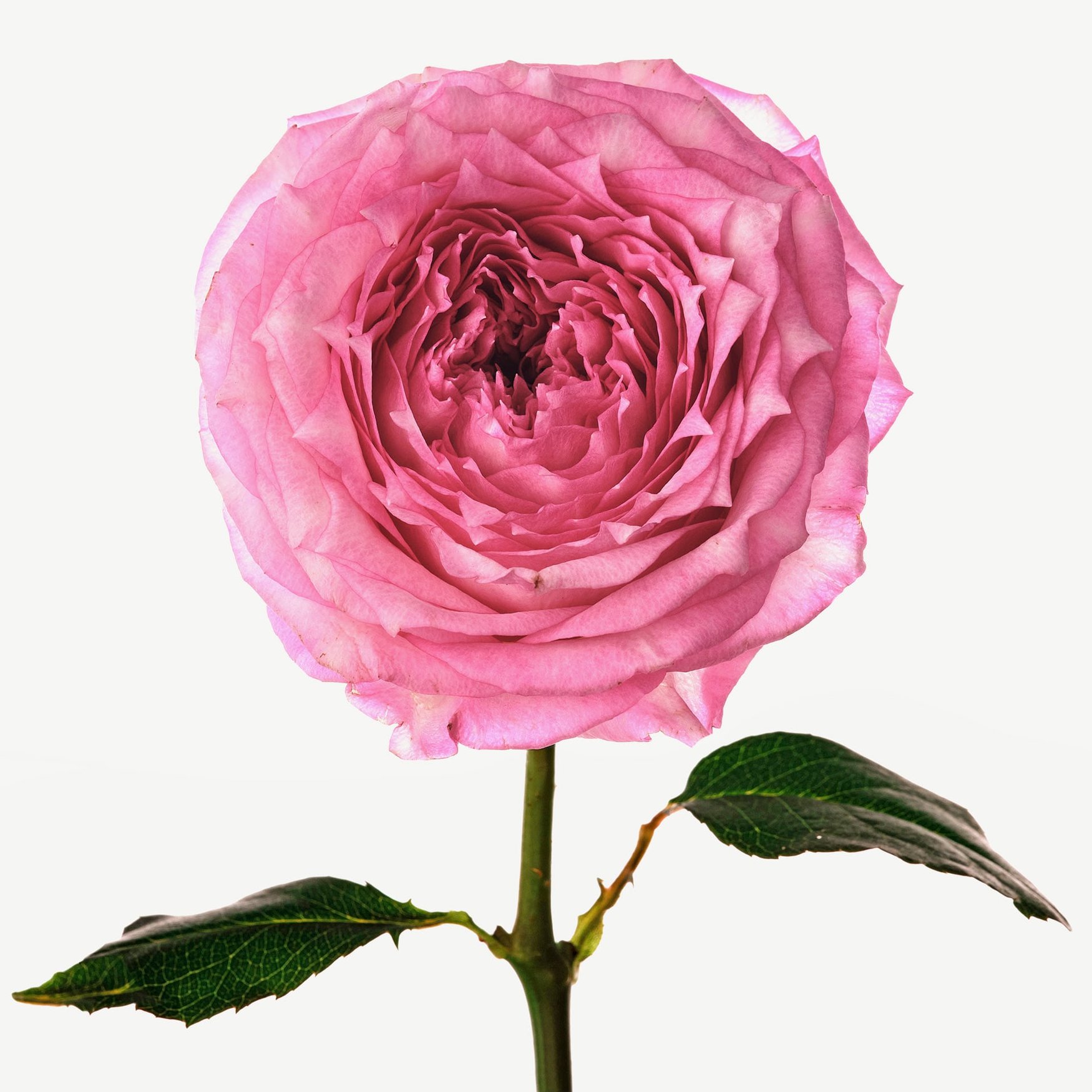 Дамасская роза