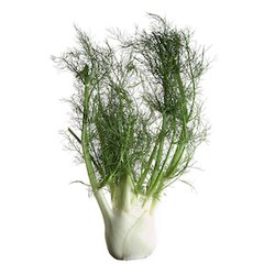 Семена фенхеля