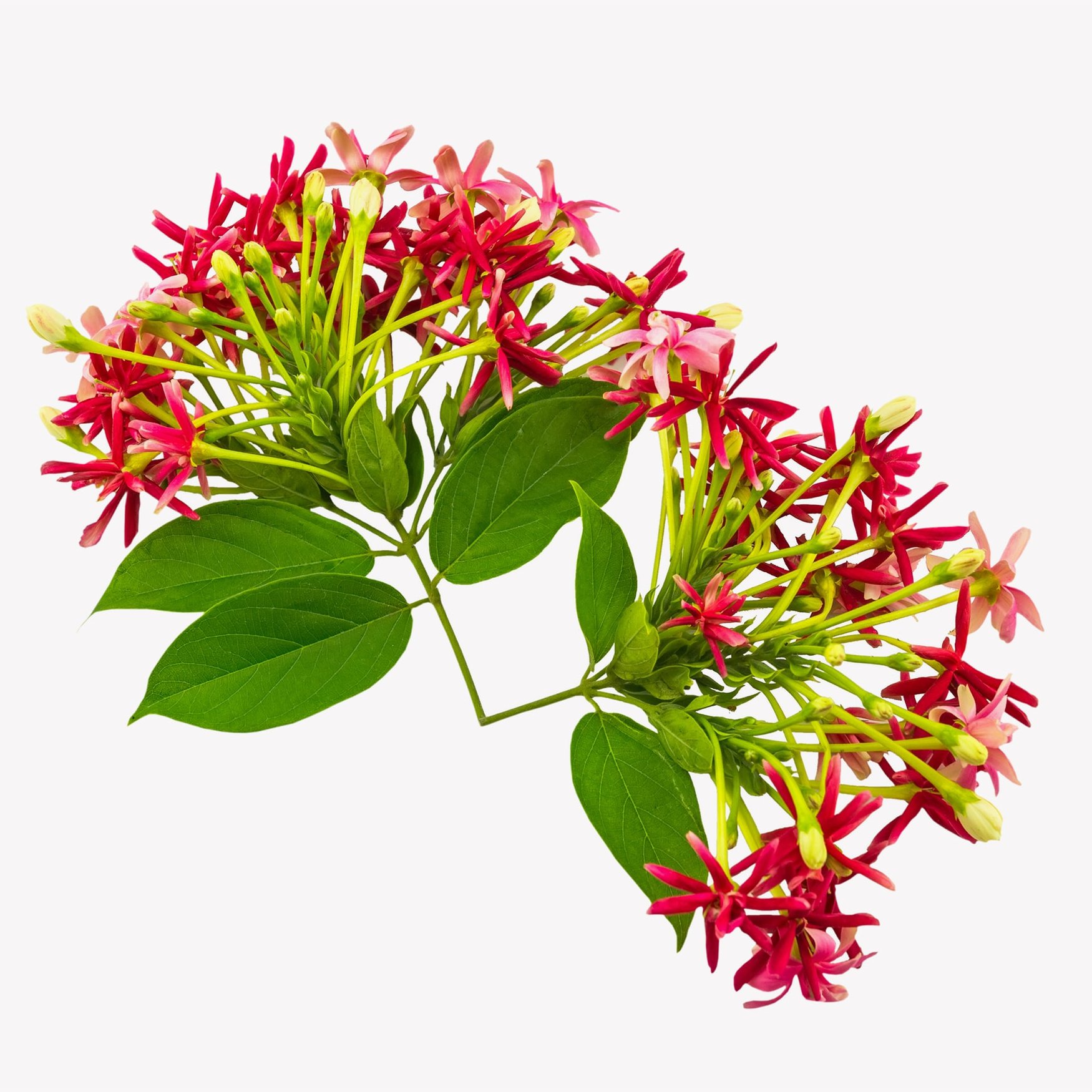 Рангунская лиана