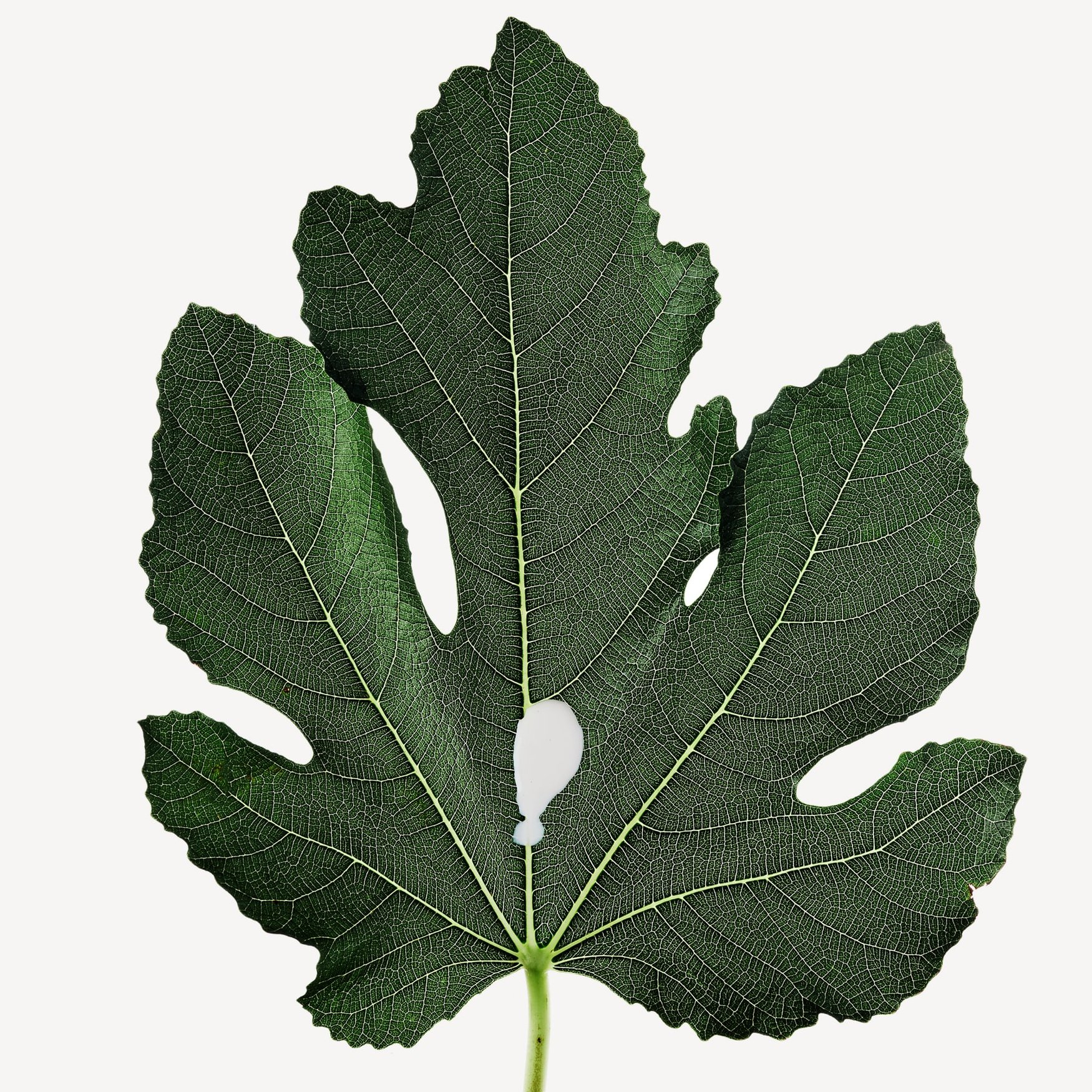 Лист инжира