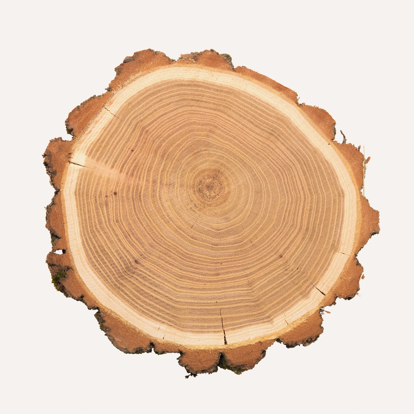 Древесина акации