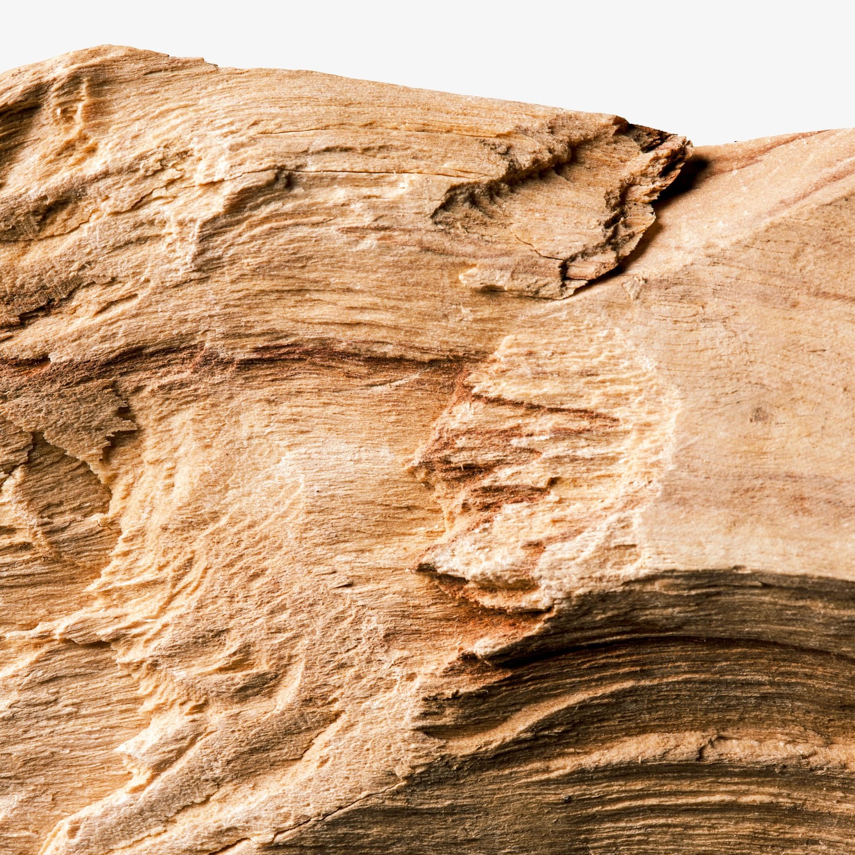 Гваяковое дерево