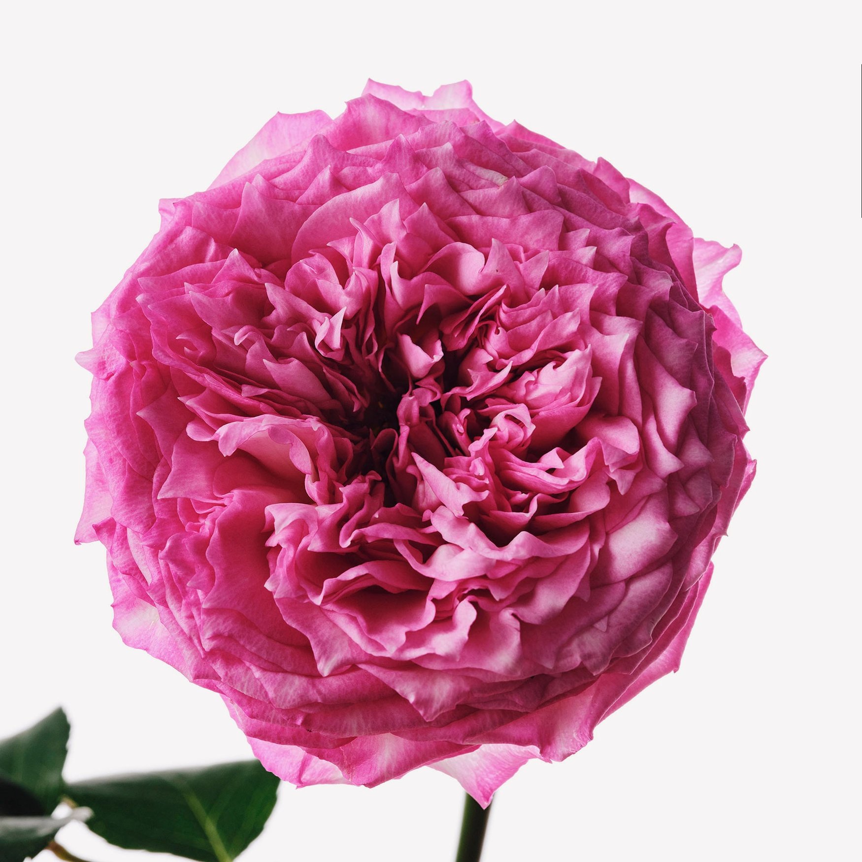 Болгарская роза