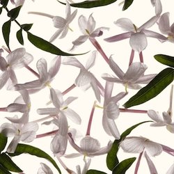 Ночной жасмин