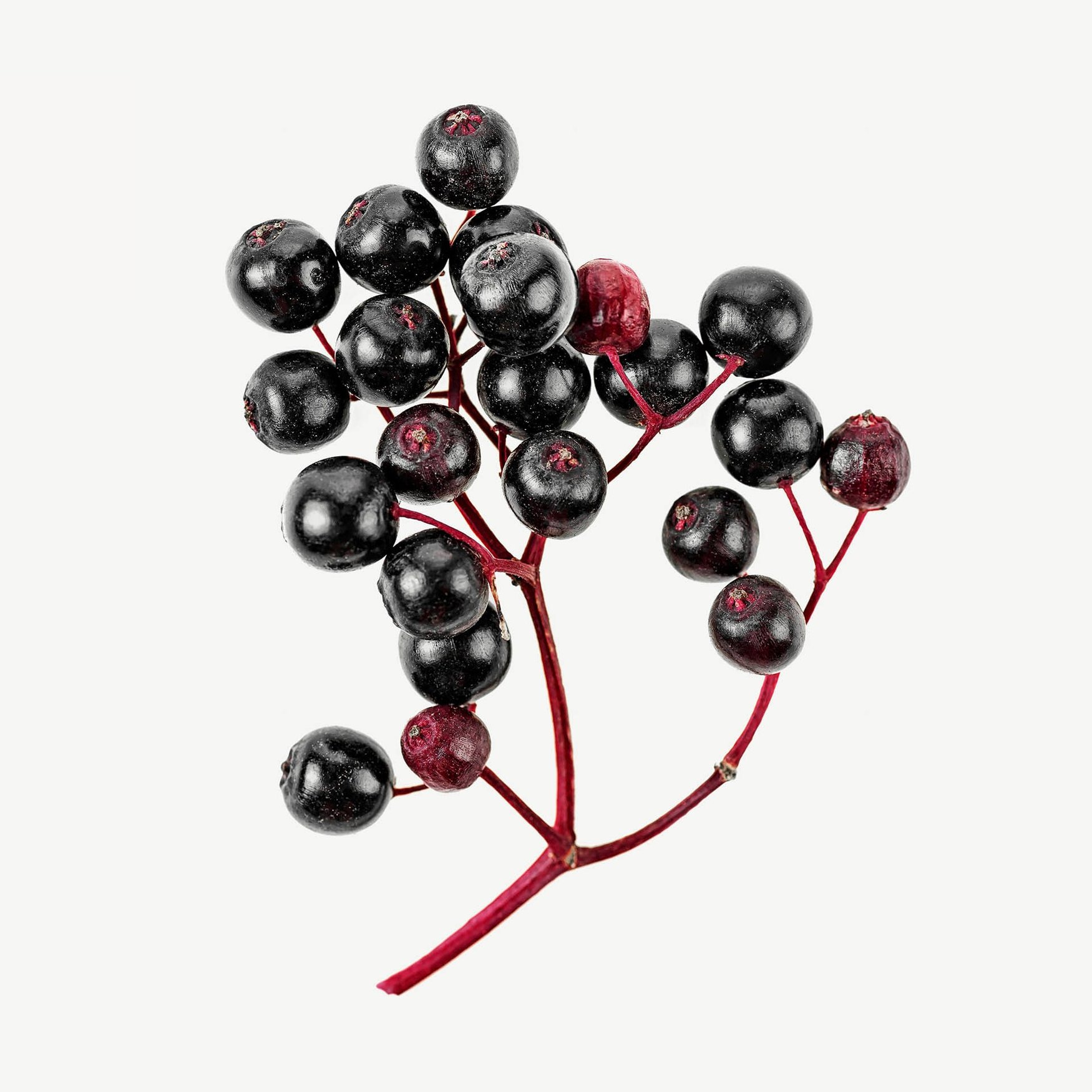 Бузина чёрная