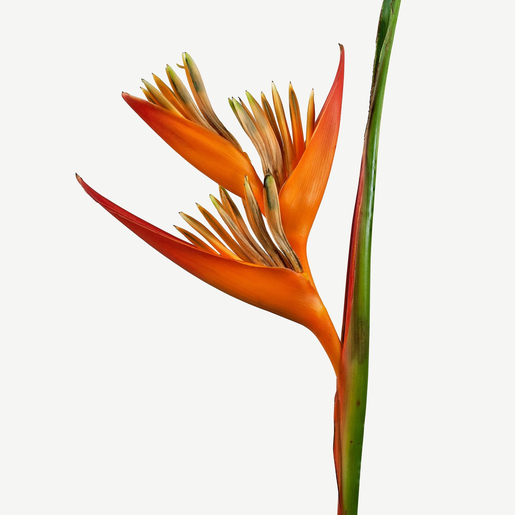 Тропические цветы