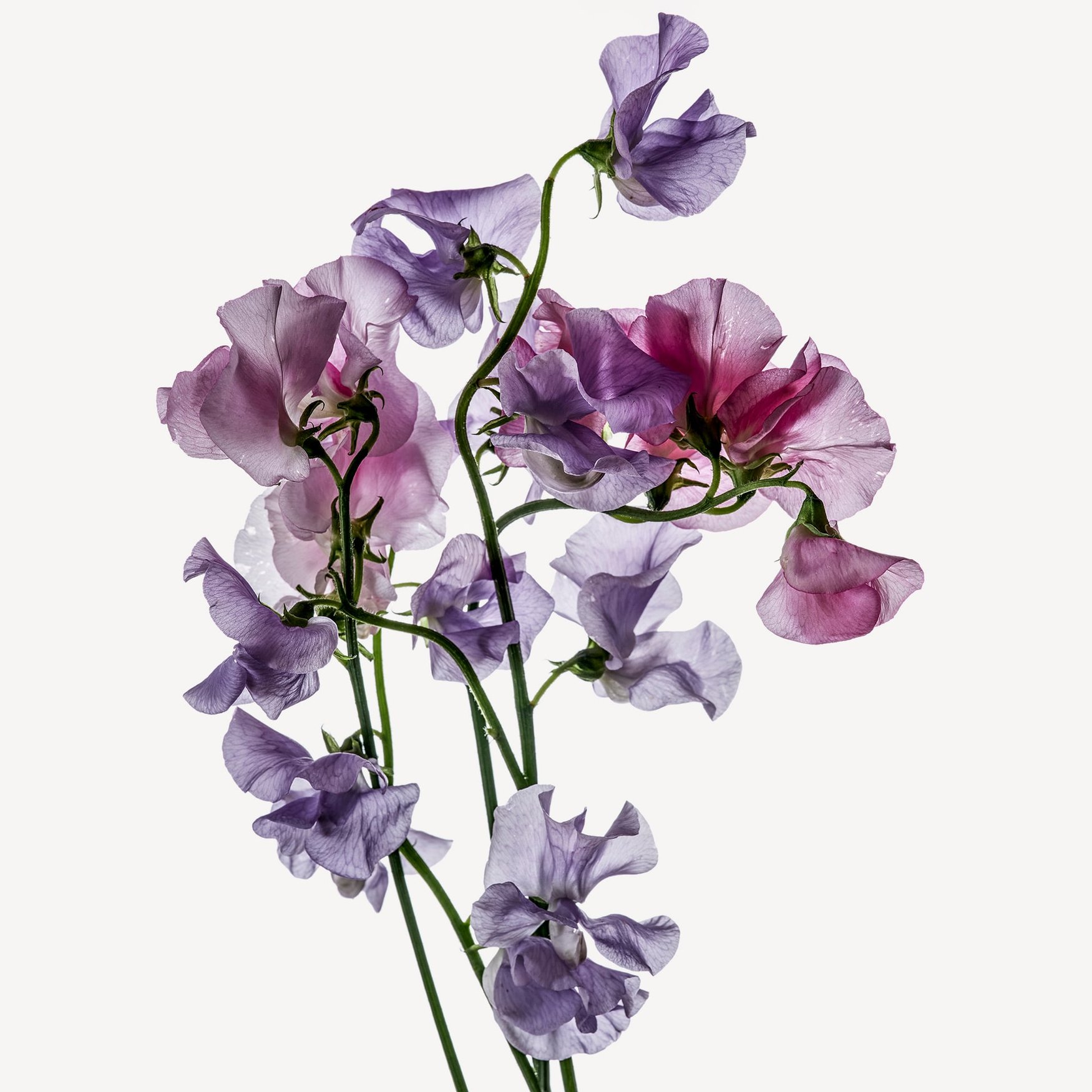 Душистый горошек