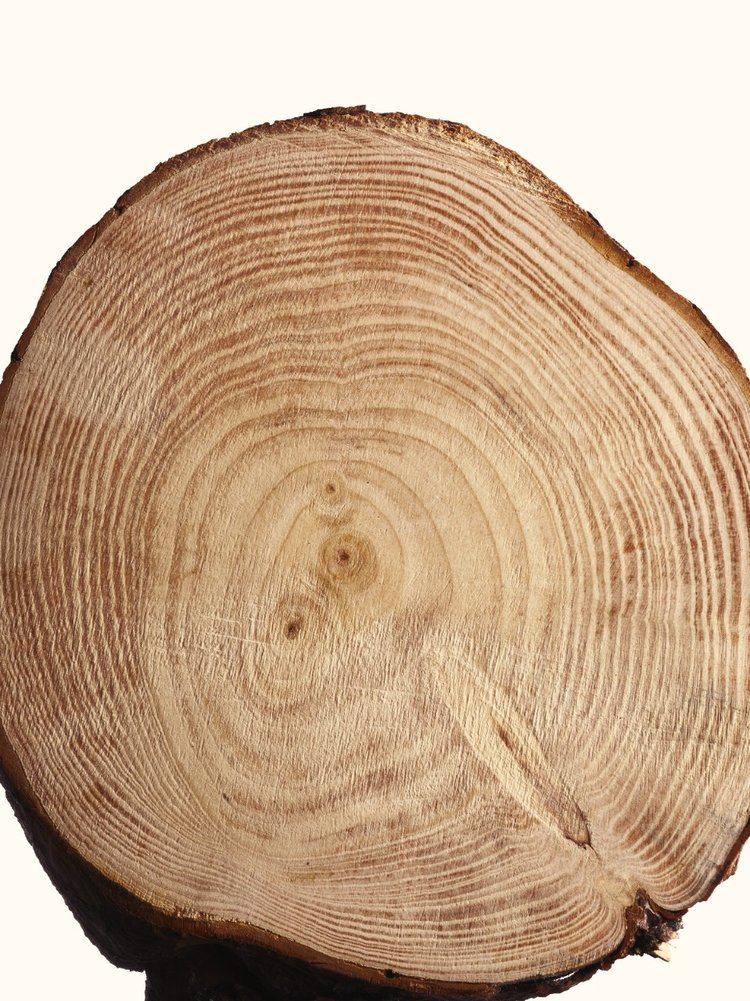 Кашемировое дерево