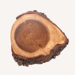 Тиковое дерево