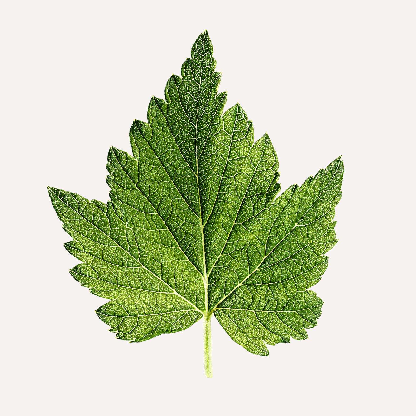 Листья черной смородины