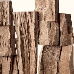 Кедр атласский