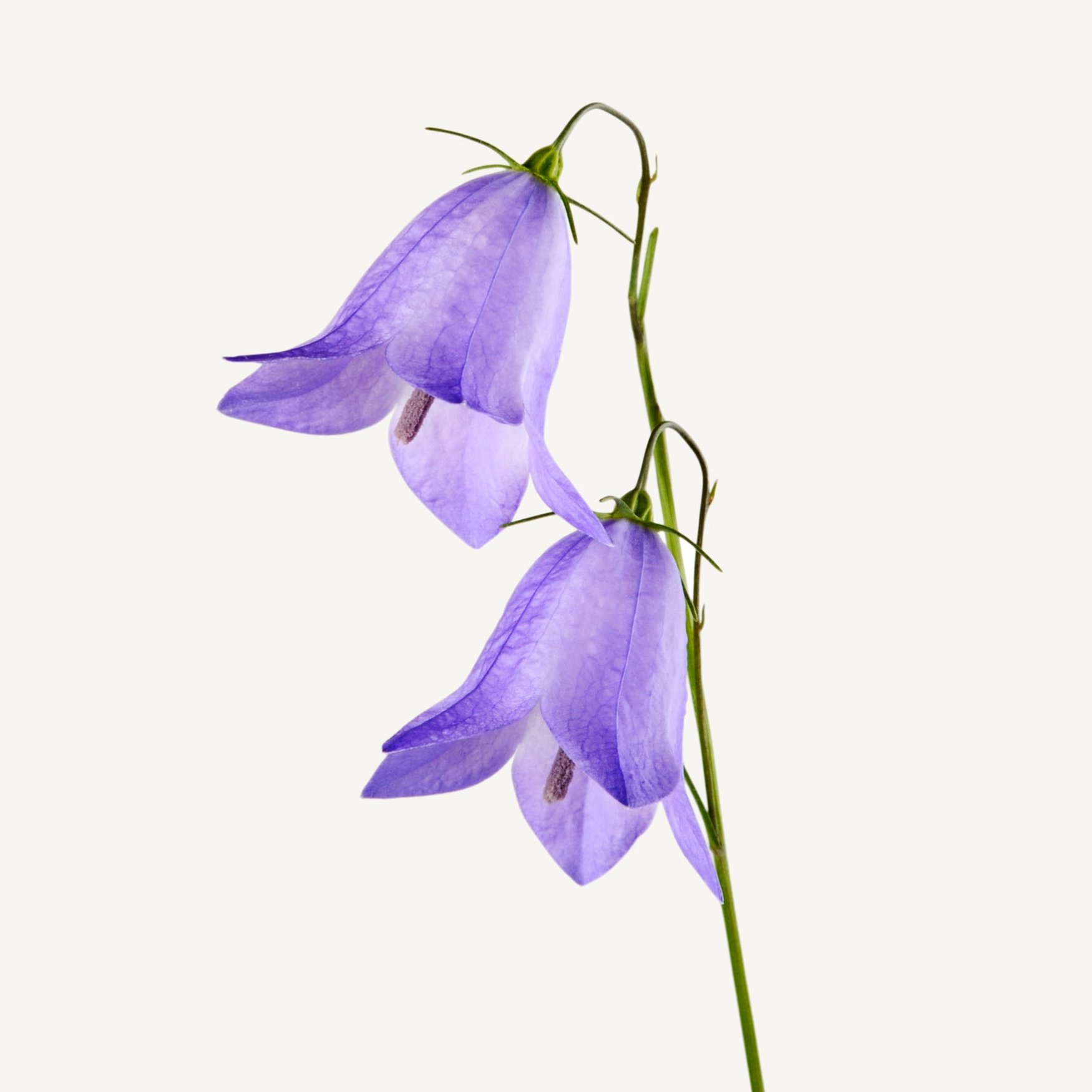 Гиацинтоид