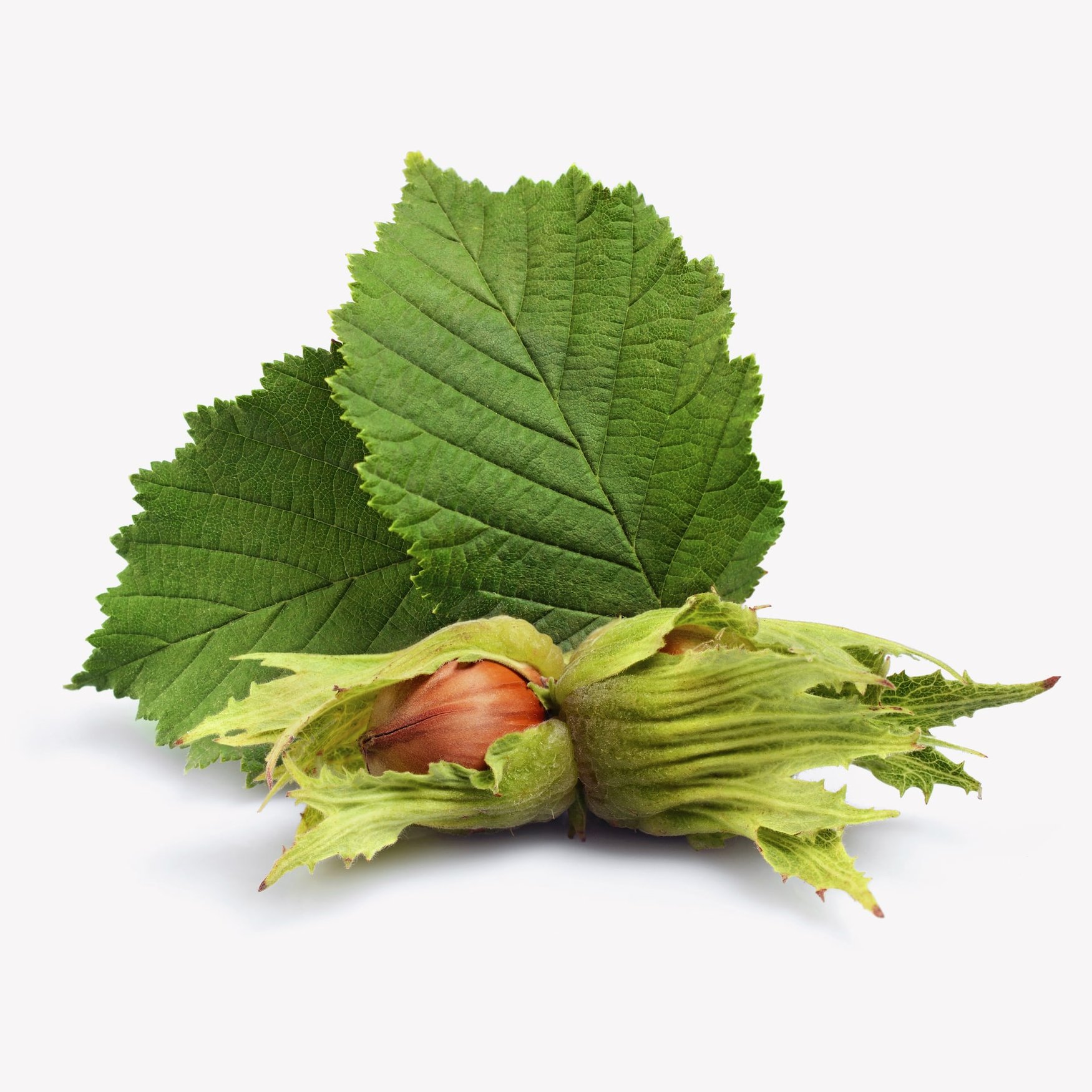 Лист лещины