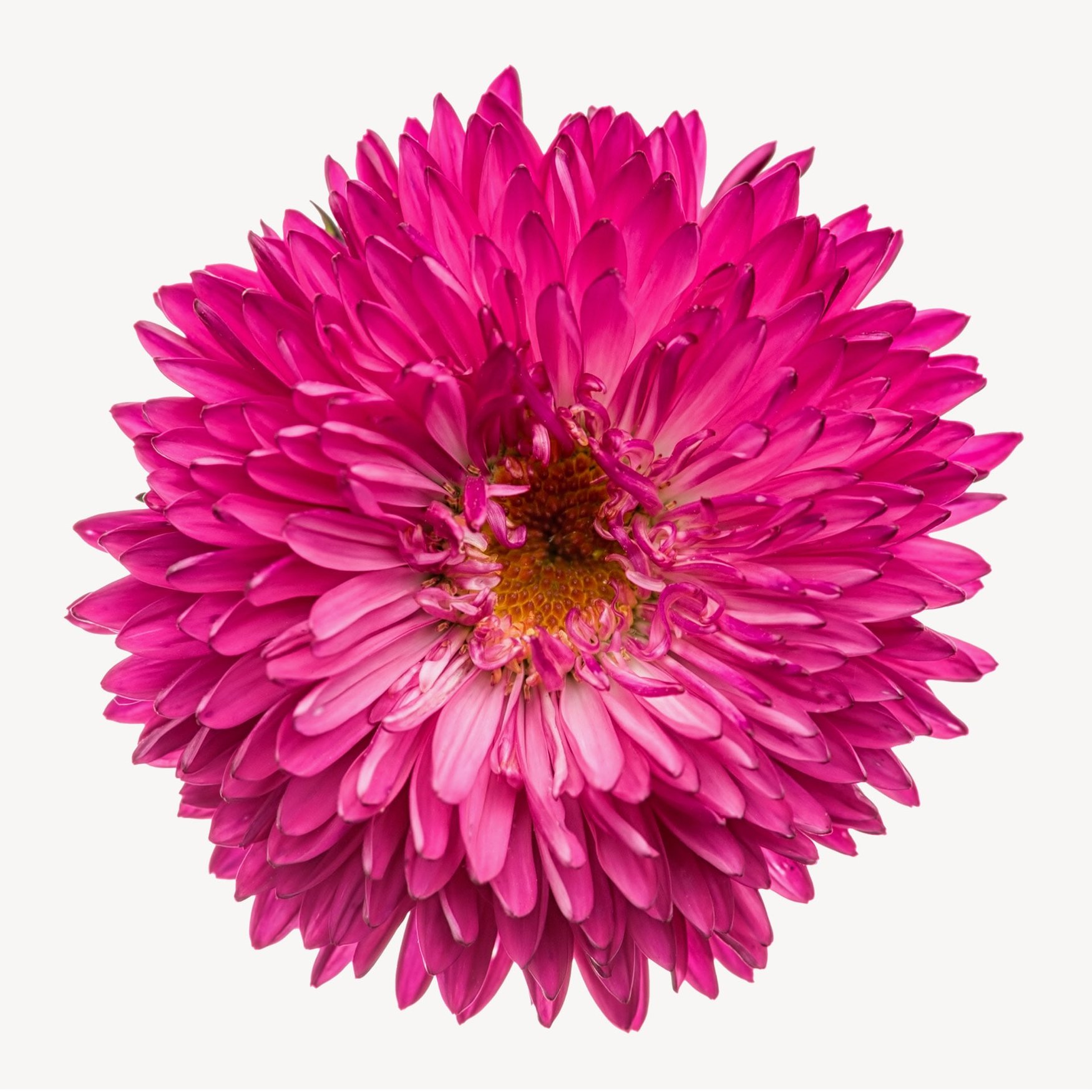 Хризантема