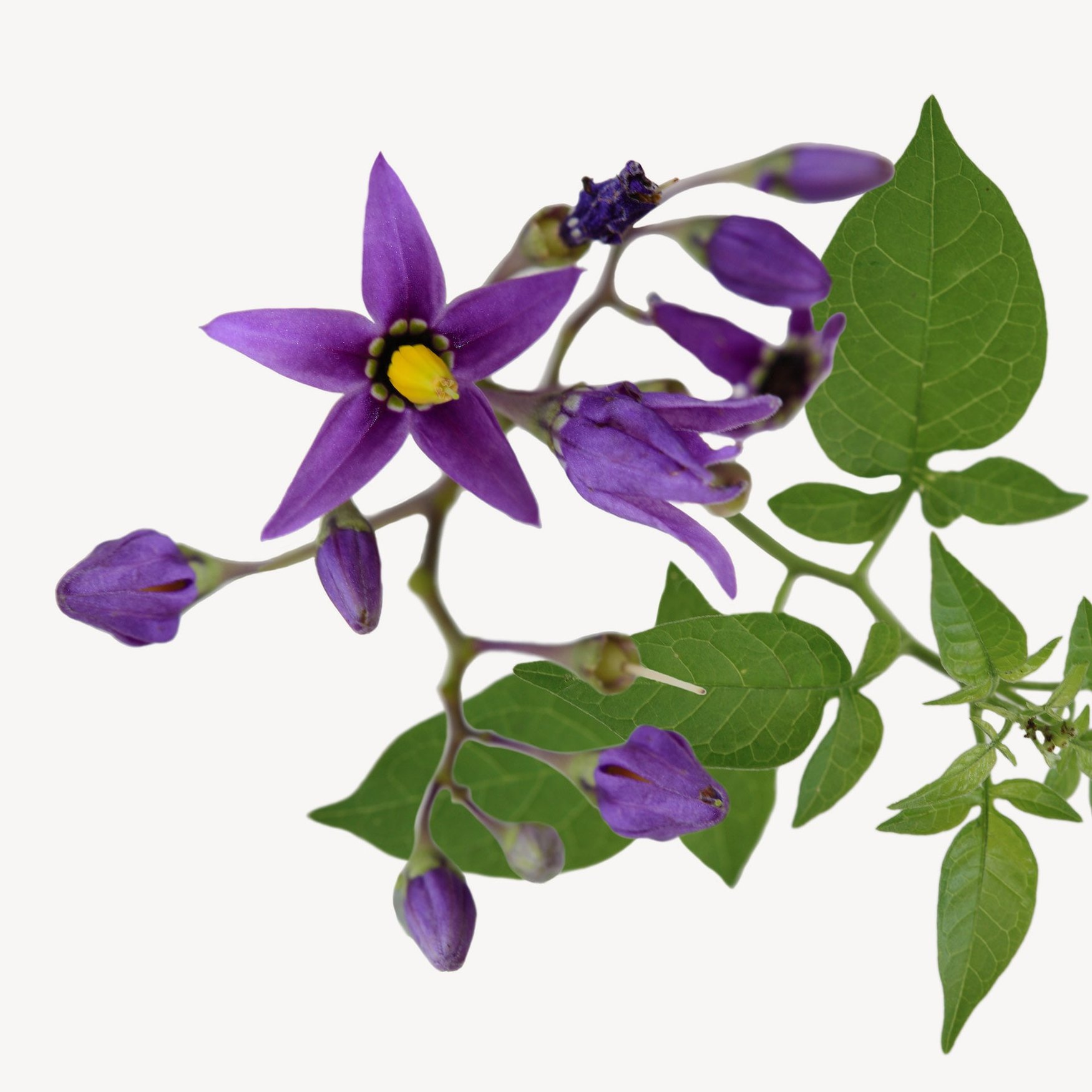 Белладонна