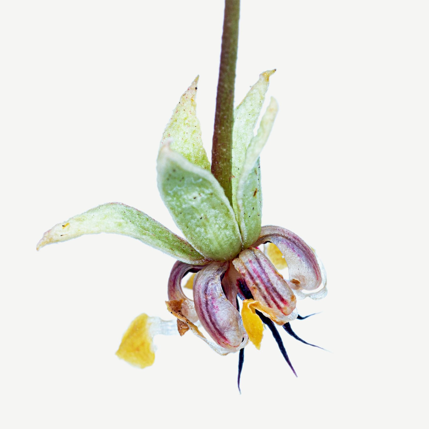 Цветок какао