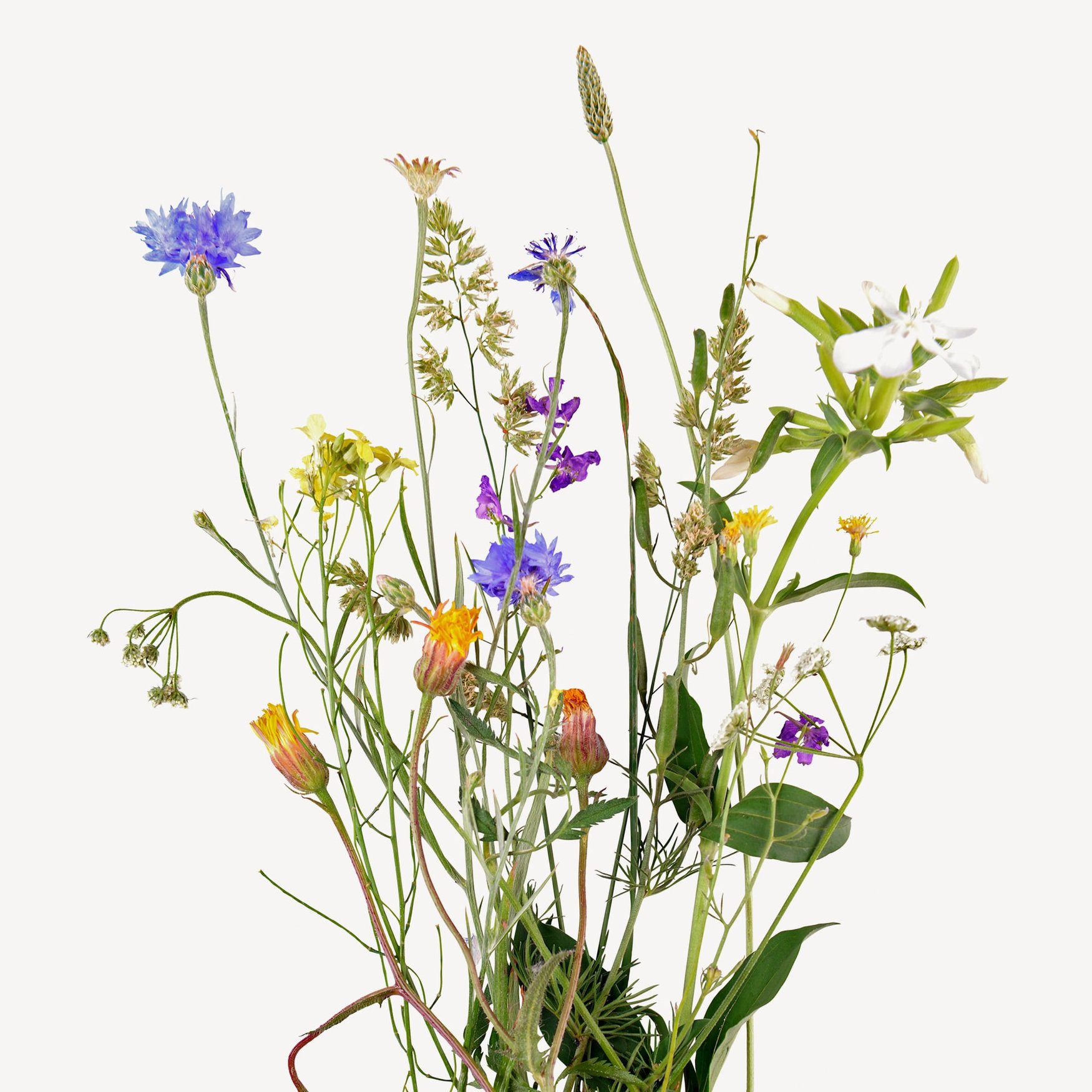 Дикие цветы