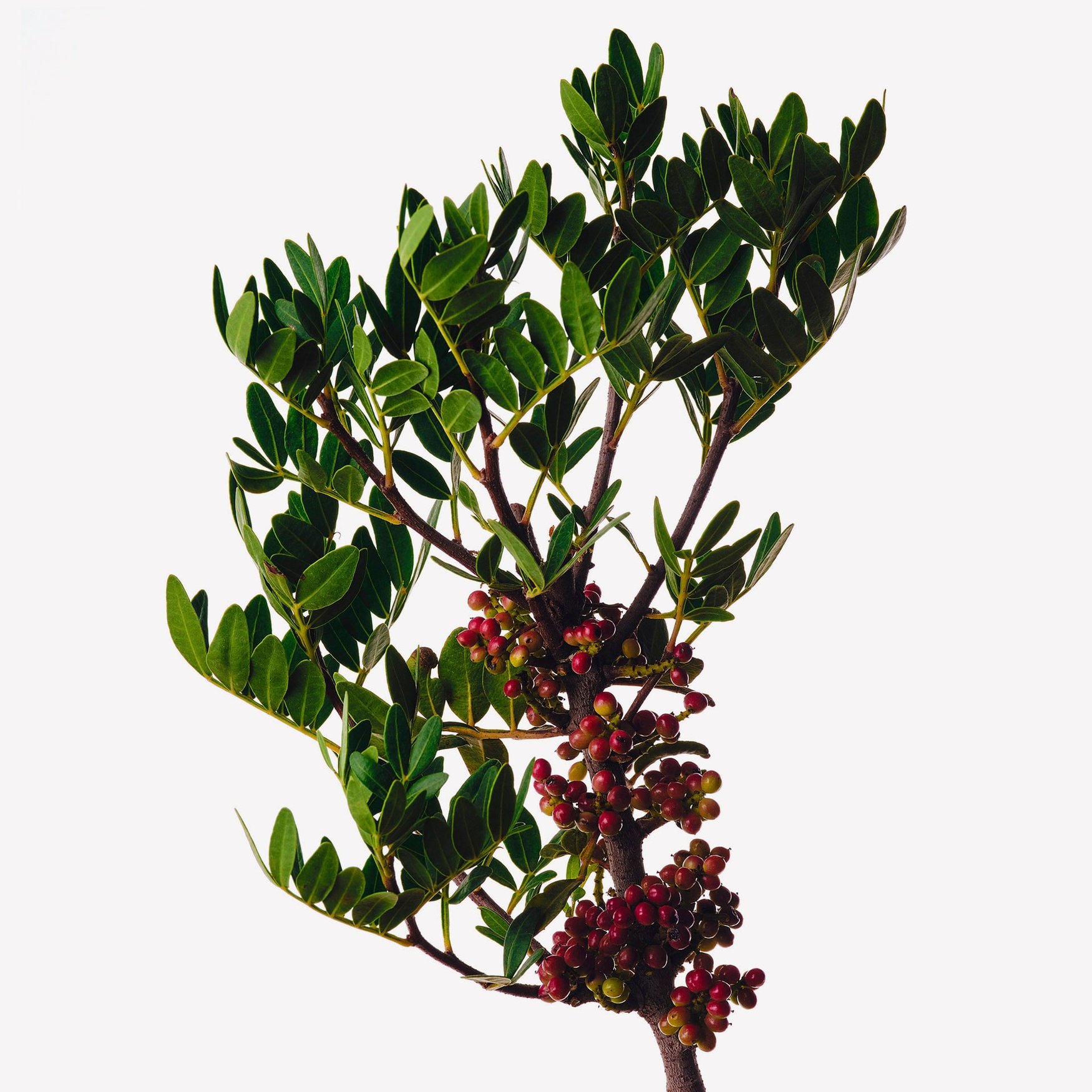 Мастиковое дерево