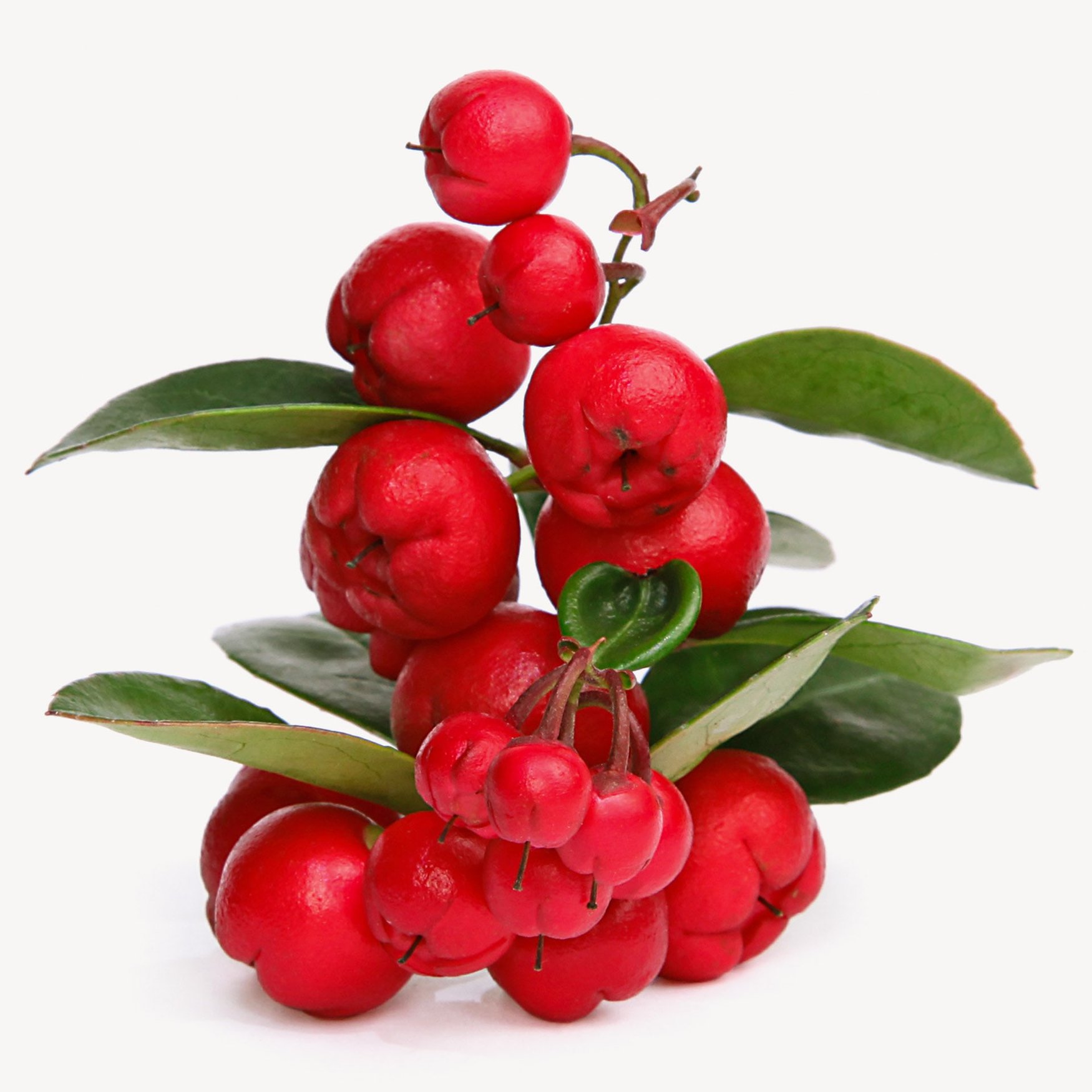 Винтергрин